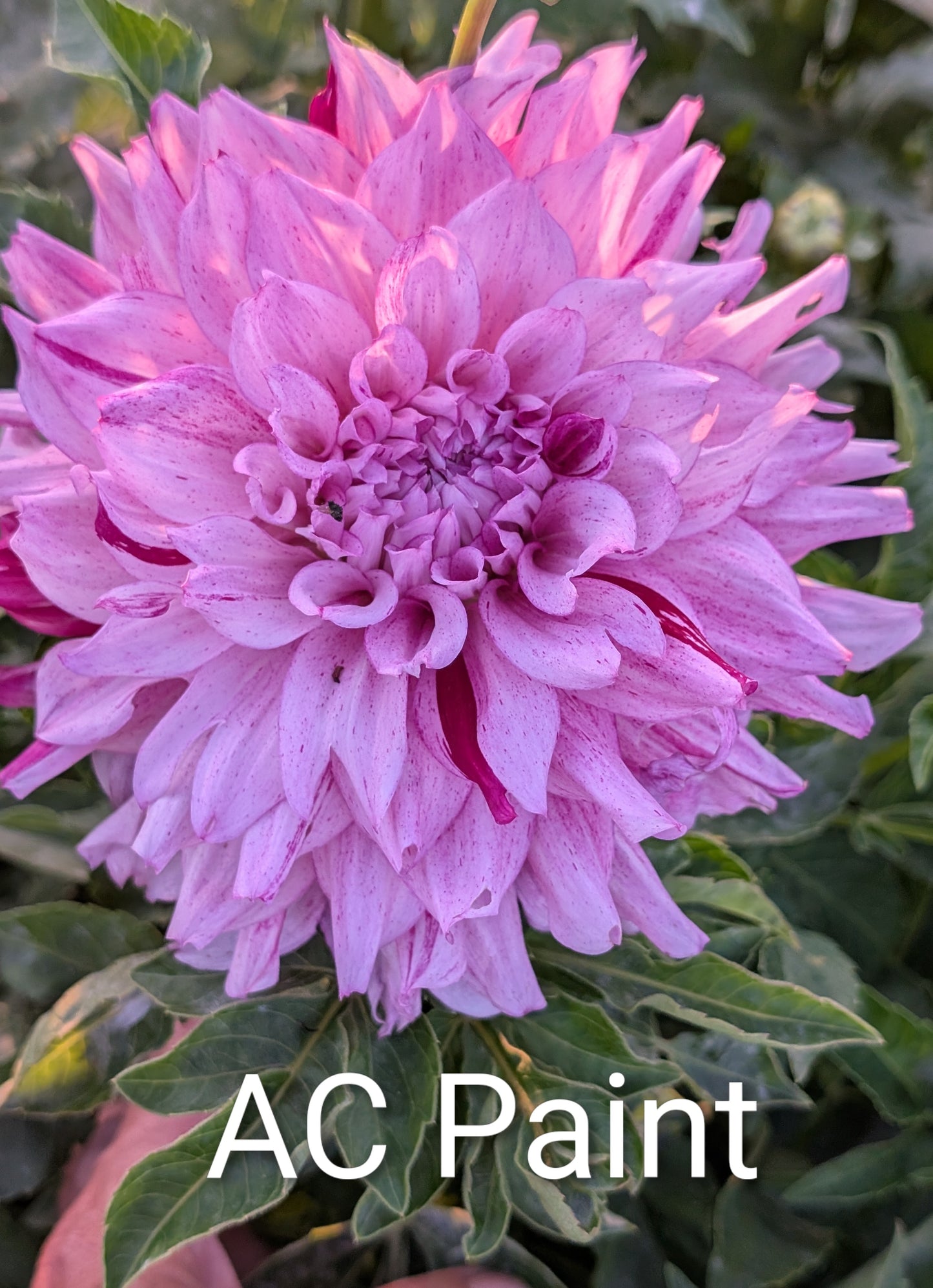 AC Paint dahlia tuber