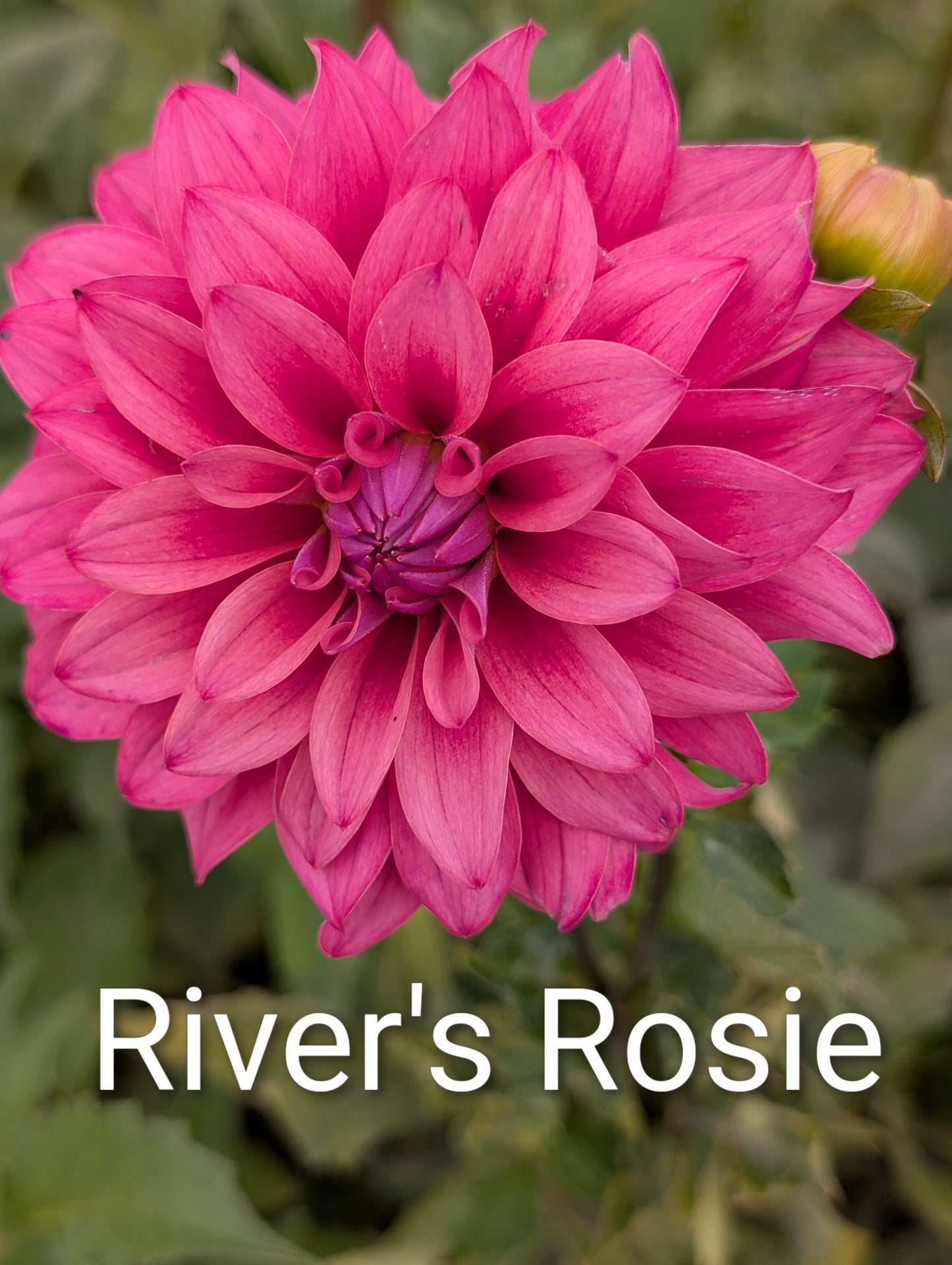 River's Rosie dahlia tuber
