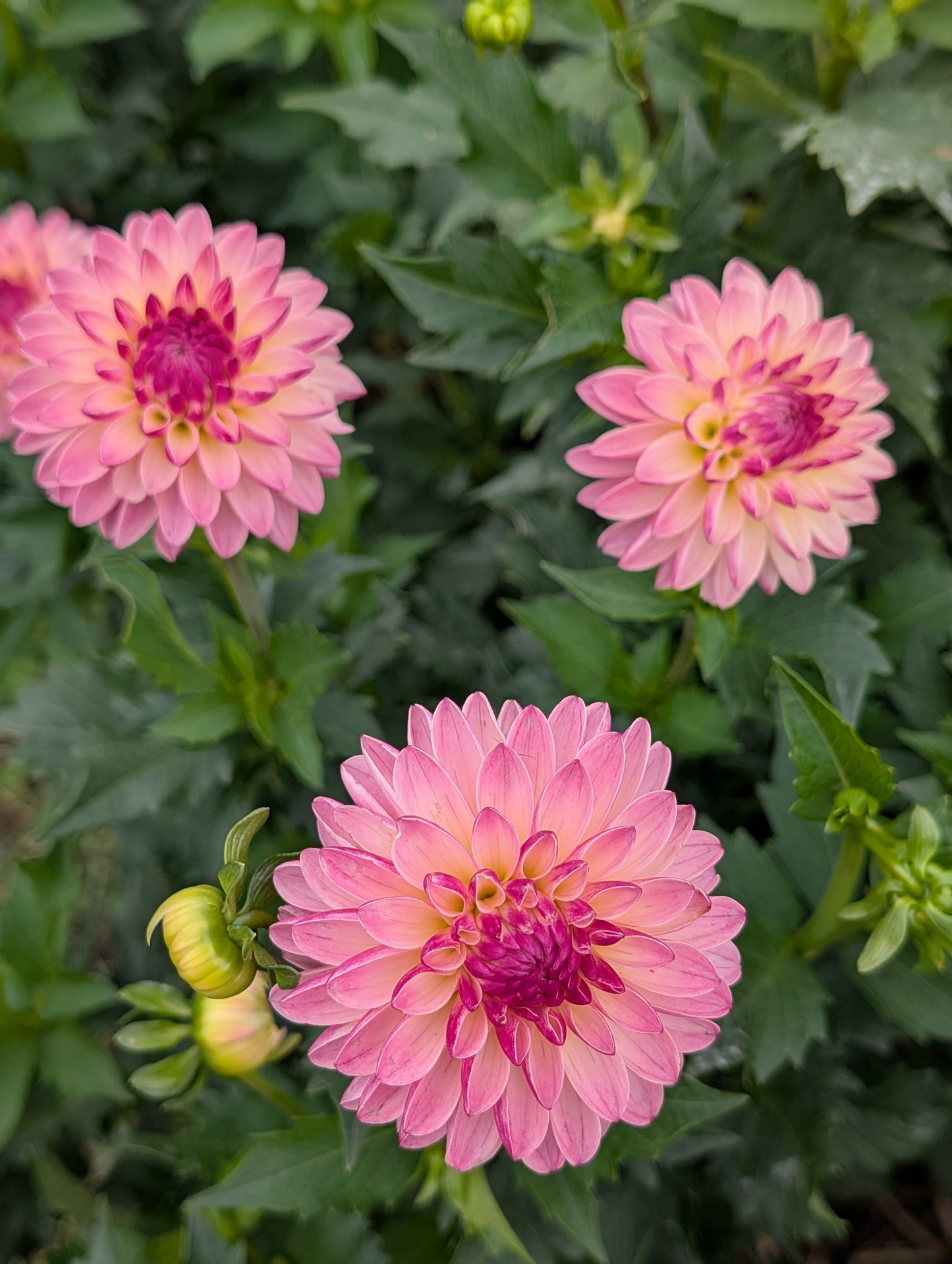 Valley Porcupine dahlia tuber
