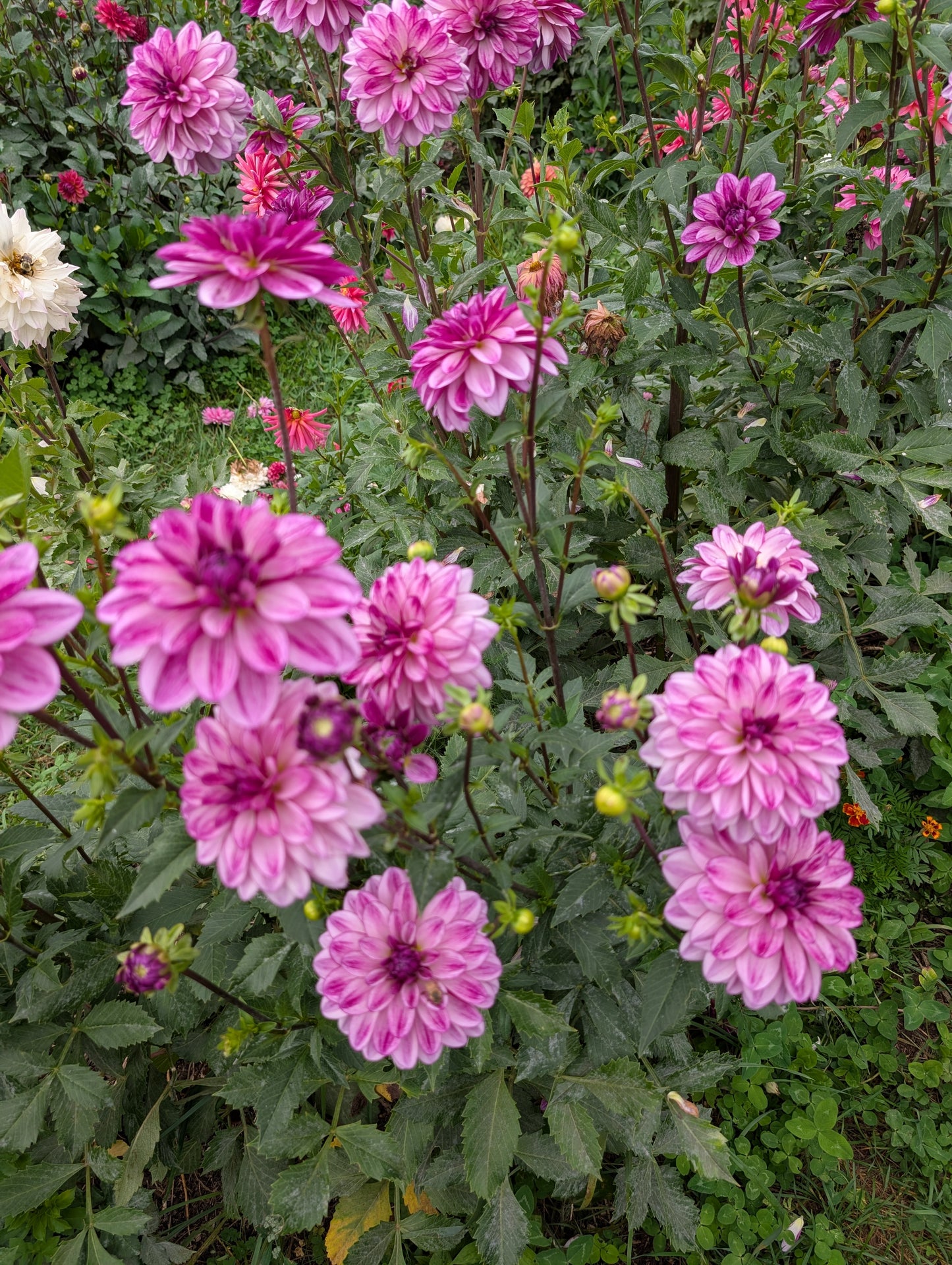 Seduction dahlia tuber