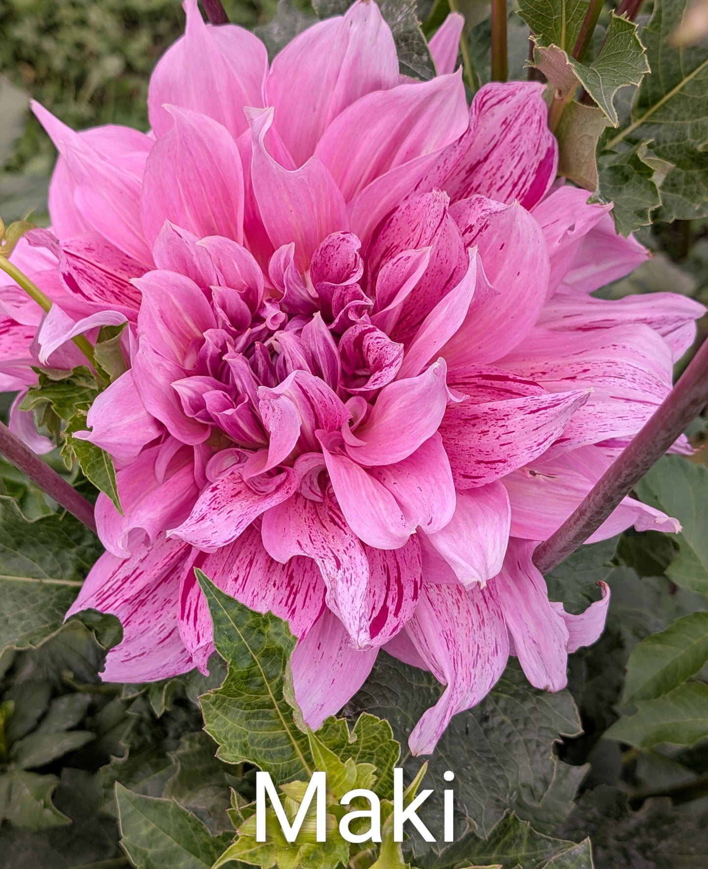 Maki dahlia tuber