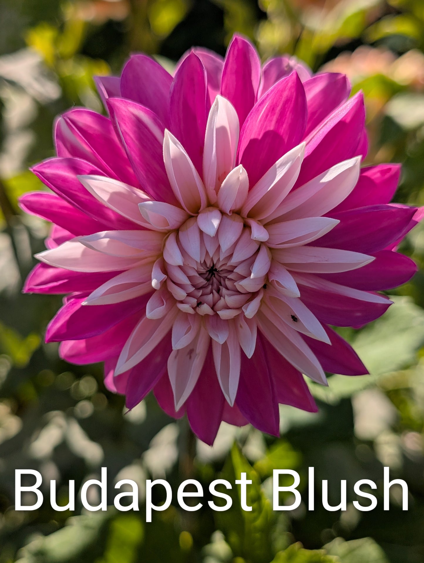 Budapest Blush dahlia tuber