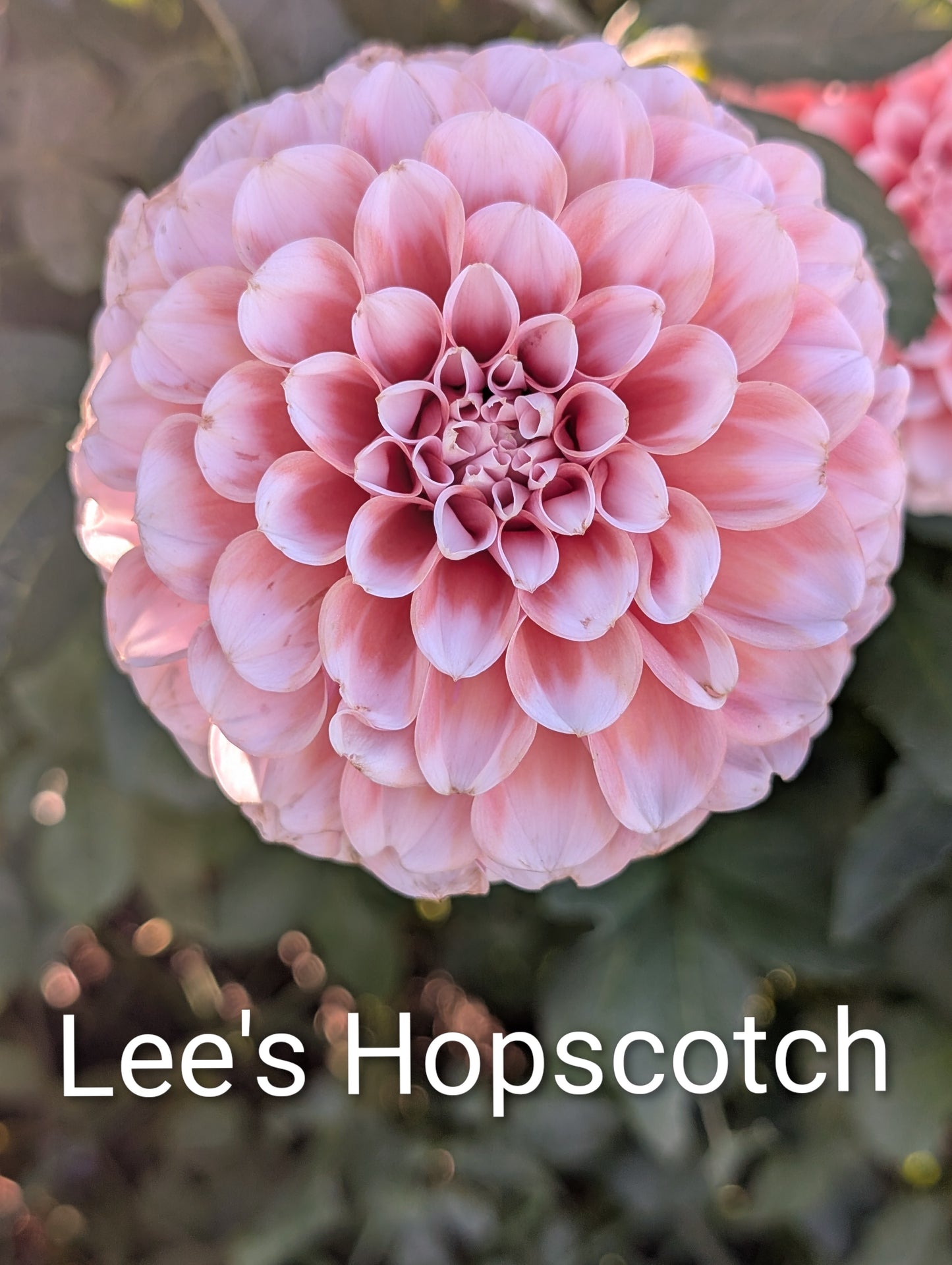Lee's Hopscotch dahlia tuber