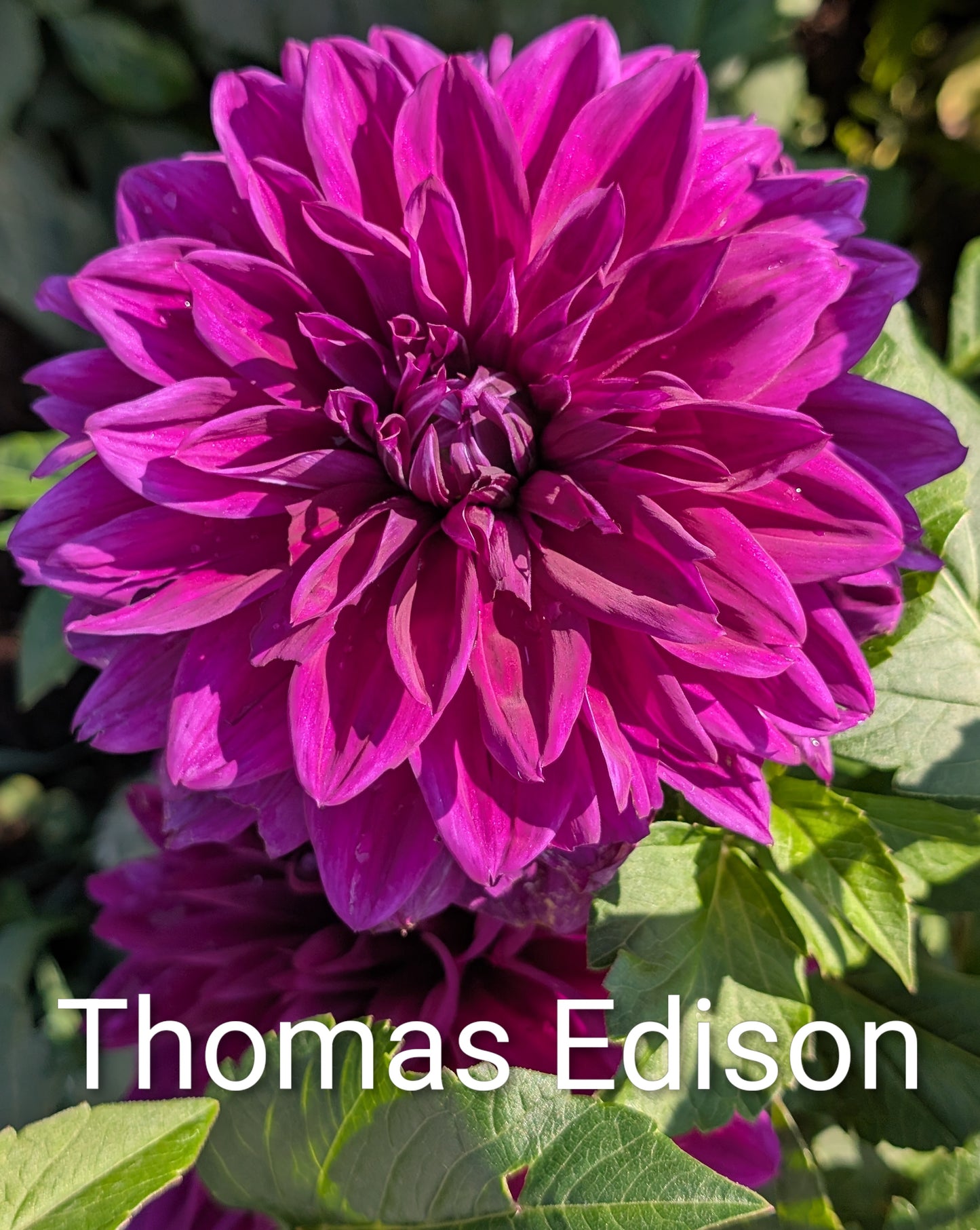 Thomas Edison dahlia tuber
