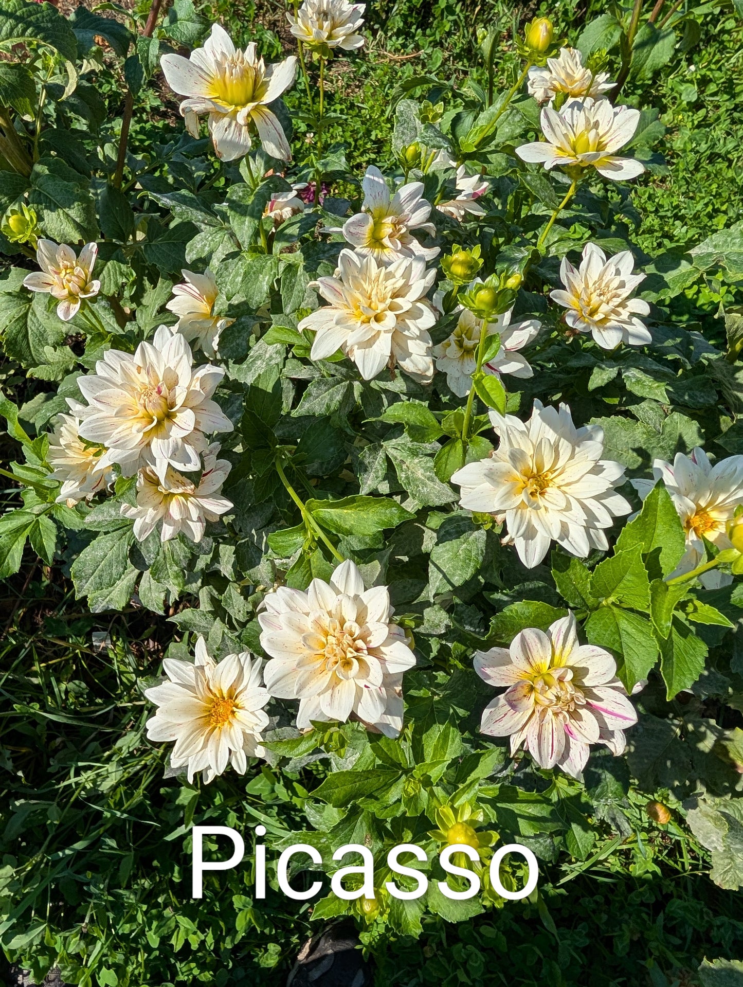 Picasso dahlia tuber