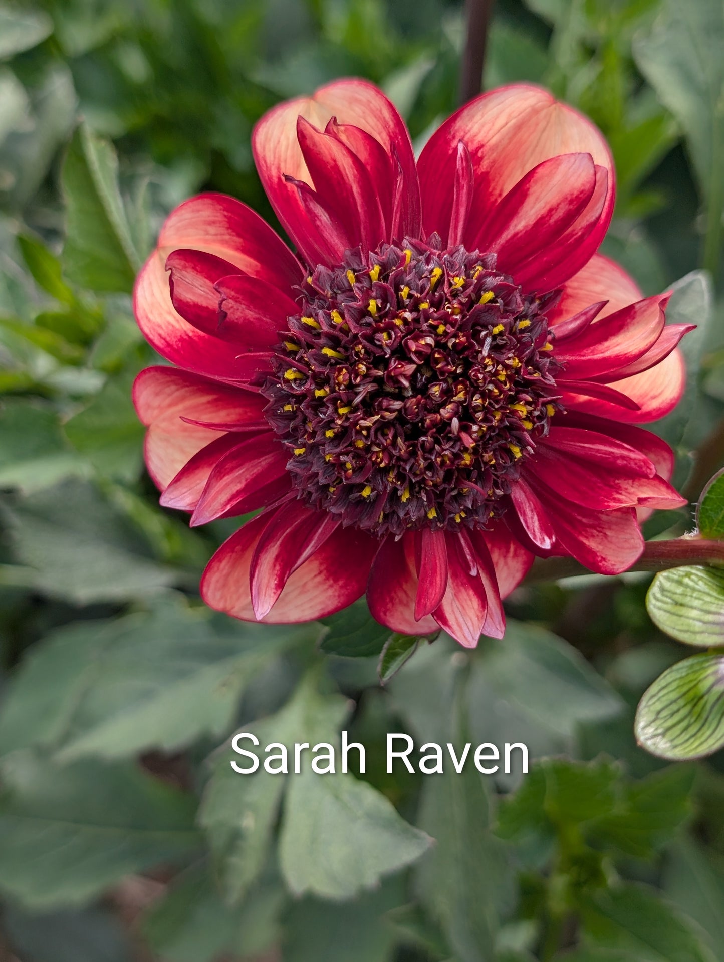 Sarah Raven dahlia tuber