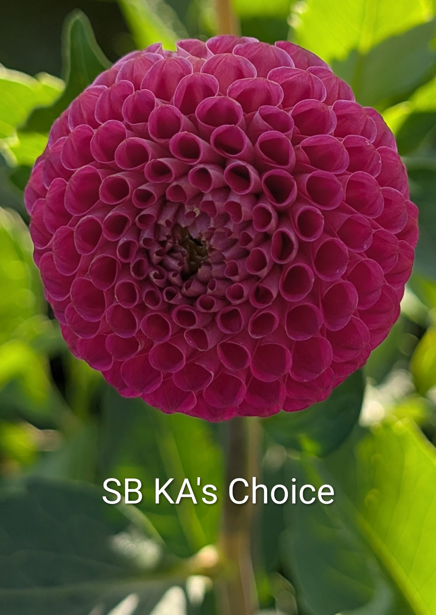 SB KA's Choice dahlia tuber