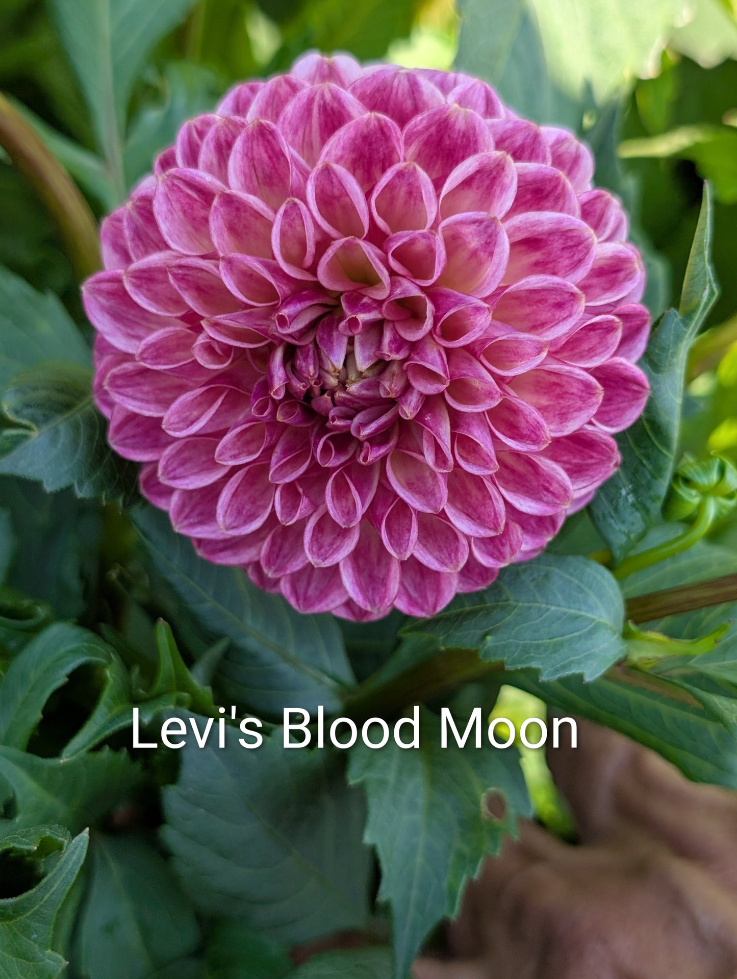 Levi's Blood Moon dahlia tuber