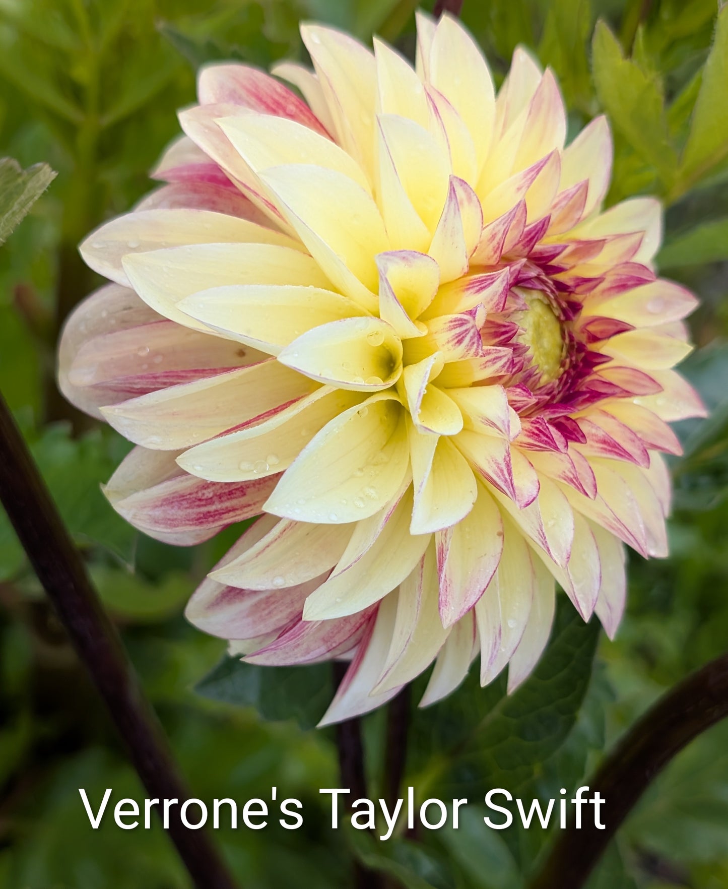 Verrone's Taylor Swift dahlia tuber