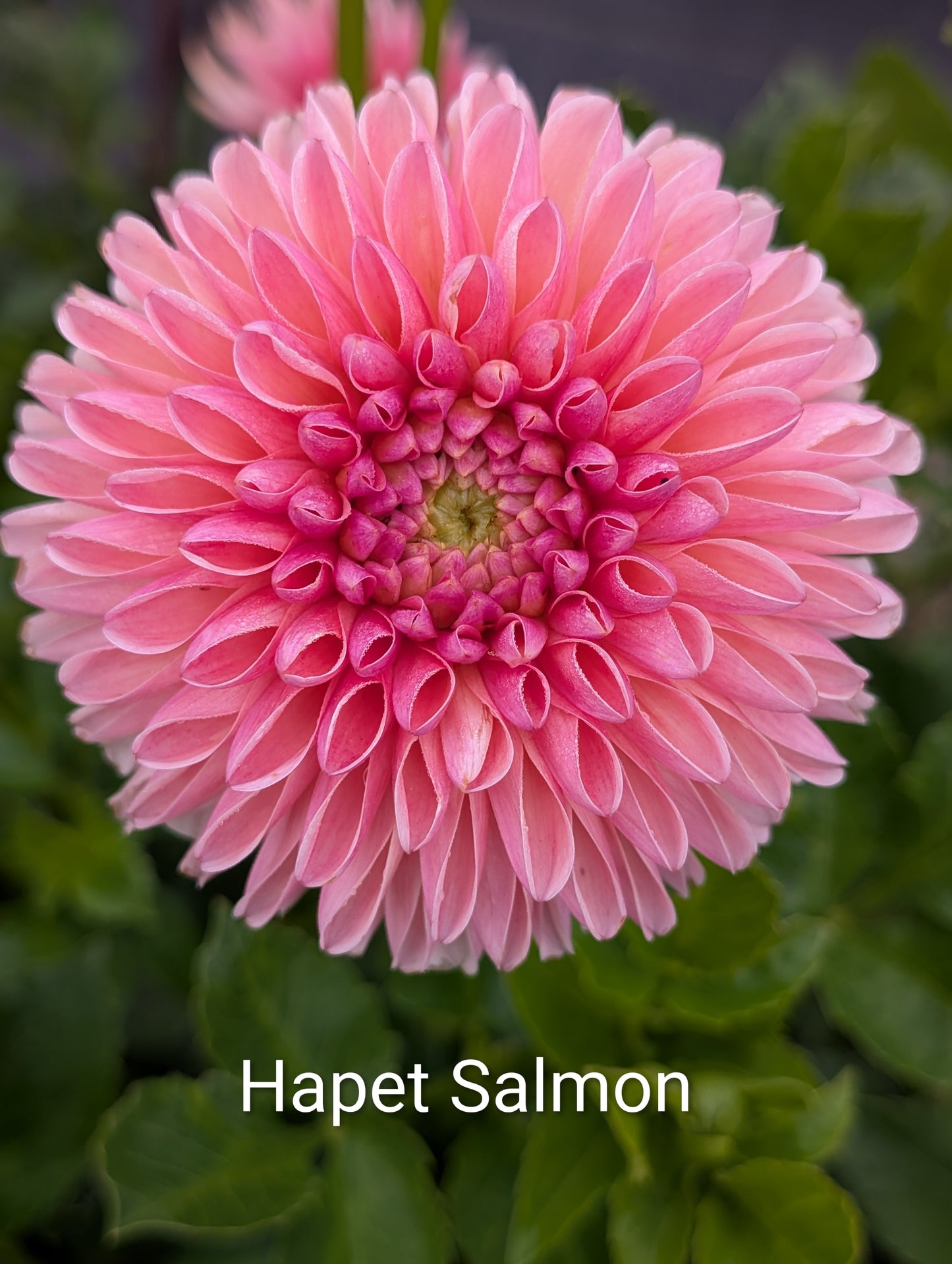 Hapet Salmon dahlia tuber