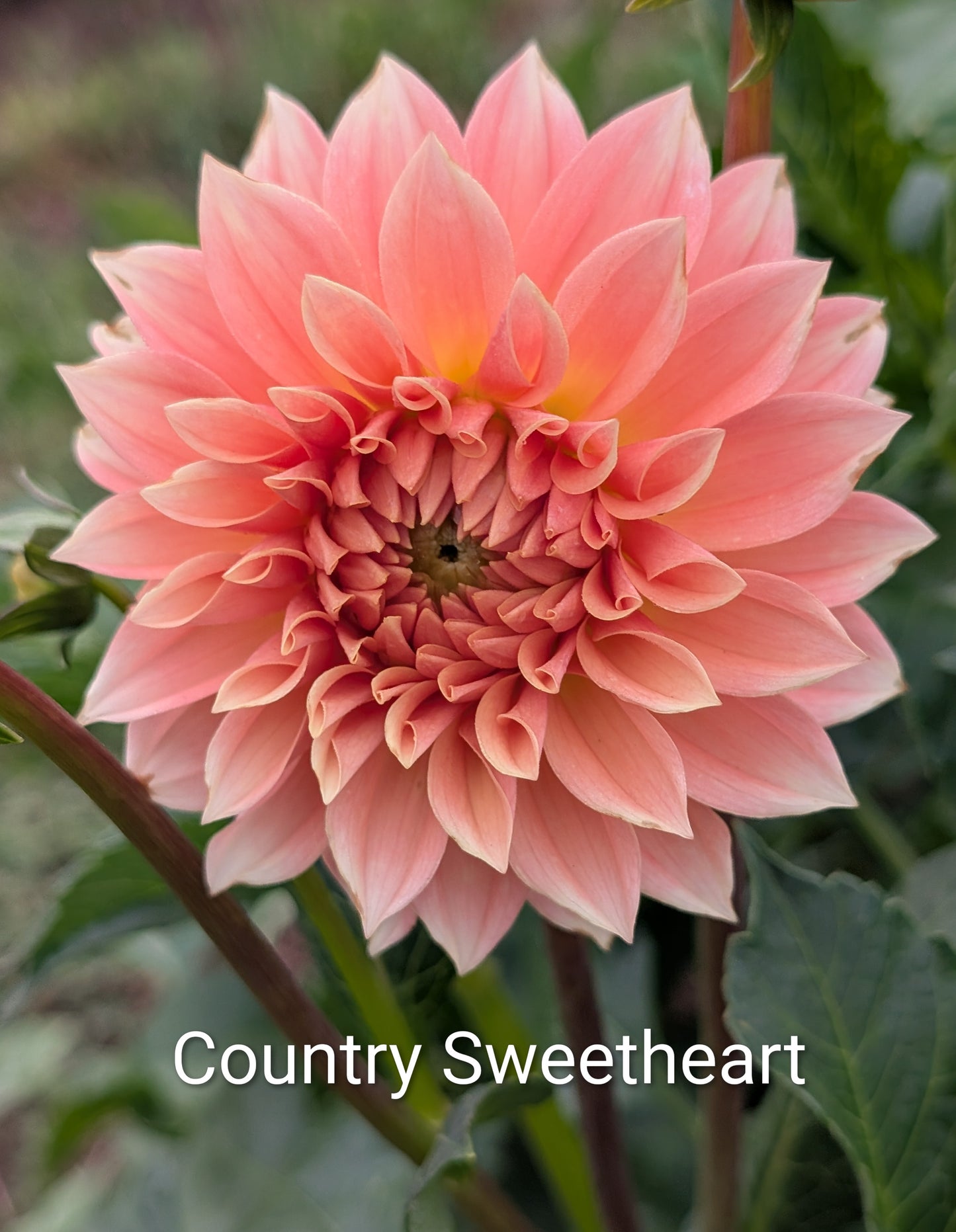 Country Sweetheart dahlia tuber