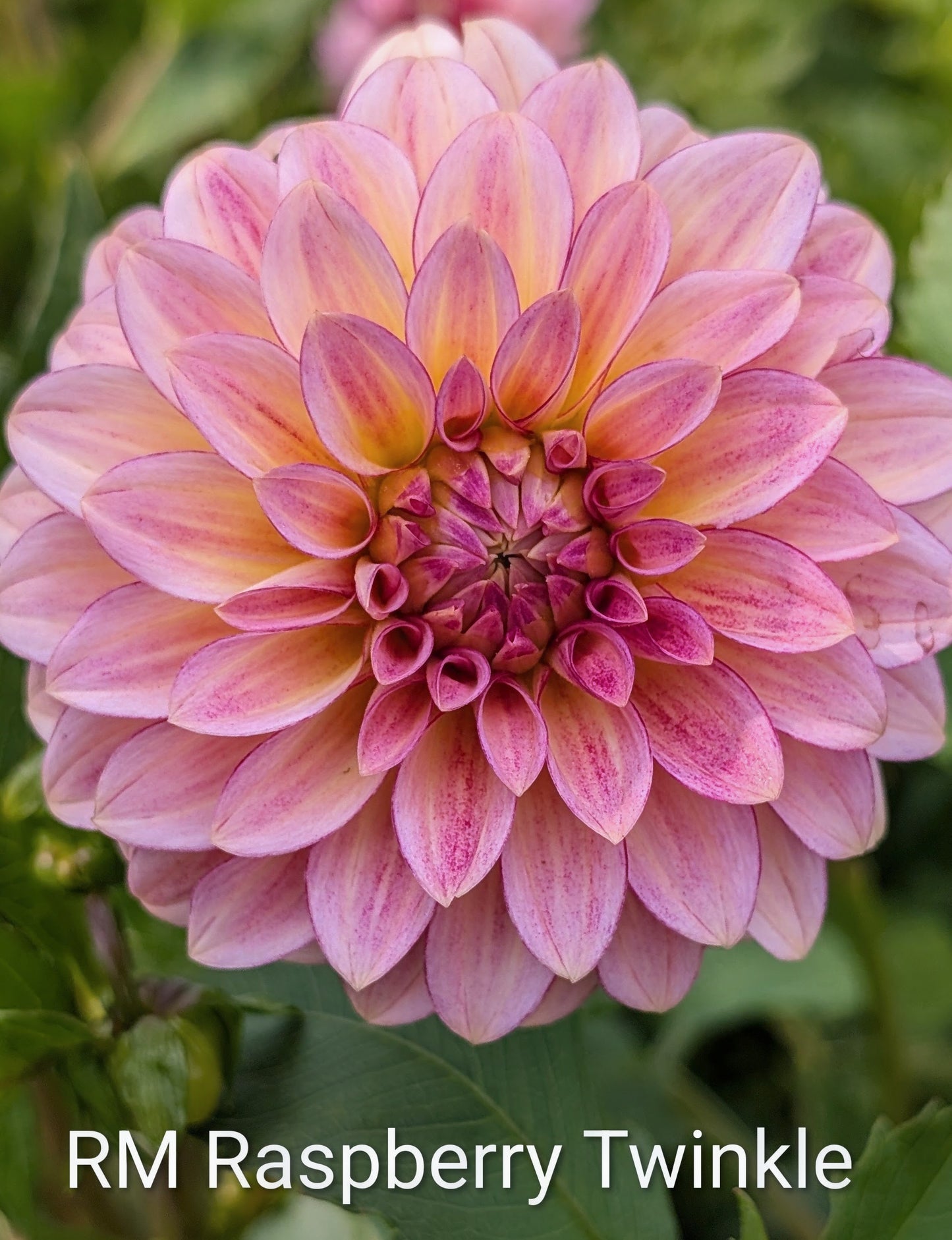RM Raspberry Twinkle dahlia tuber