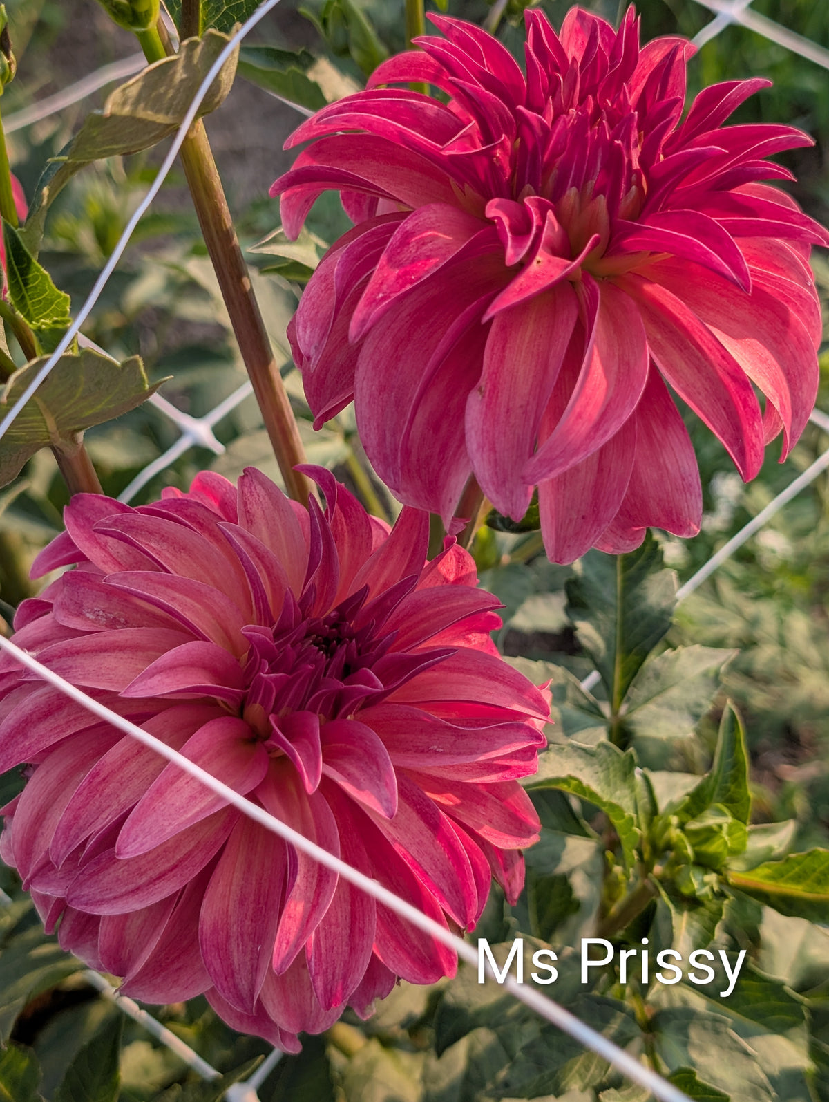 Ms Prissy dahlia tuber