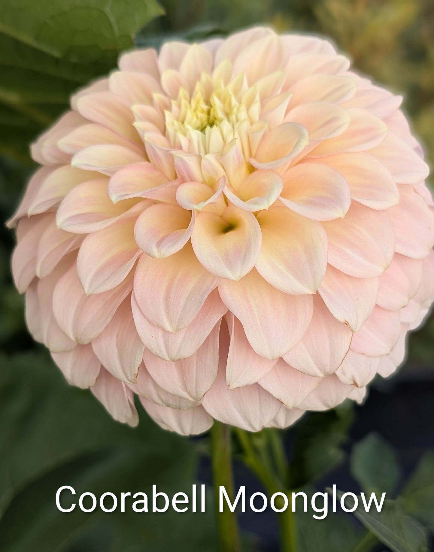 Coorabell Moonglow dahlia tuber