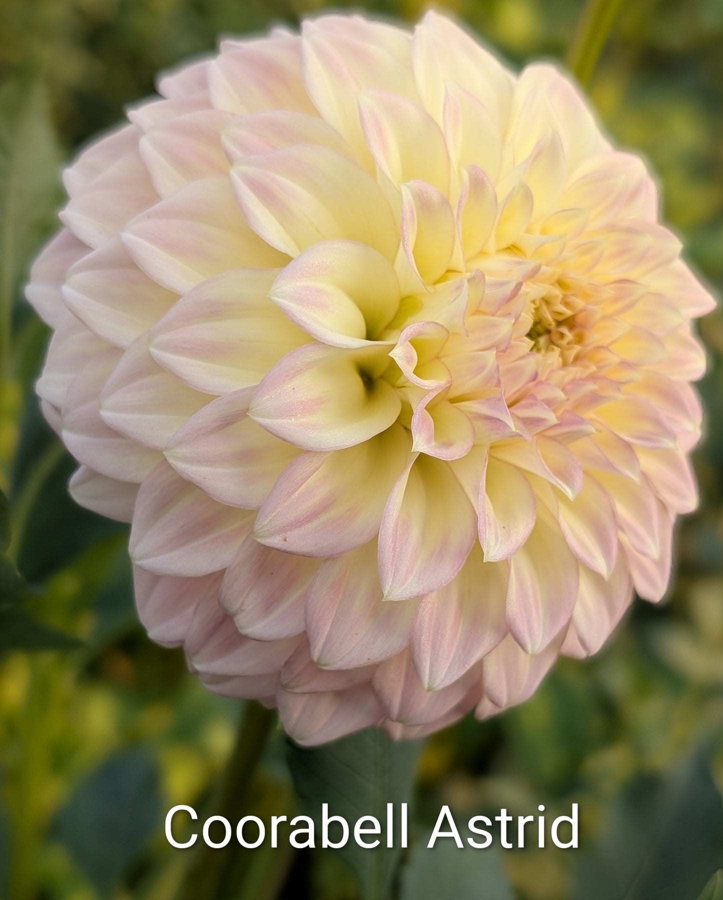 Coorabell Astrid dahlia tuber