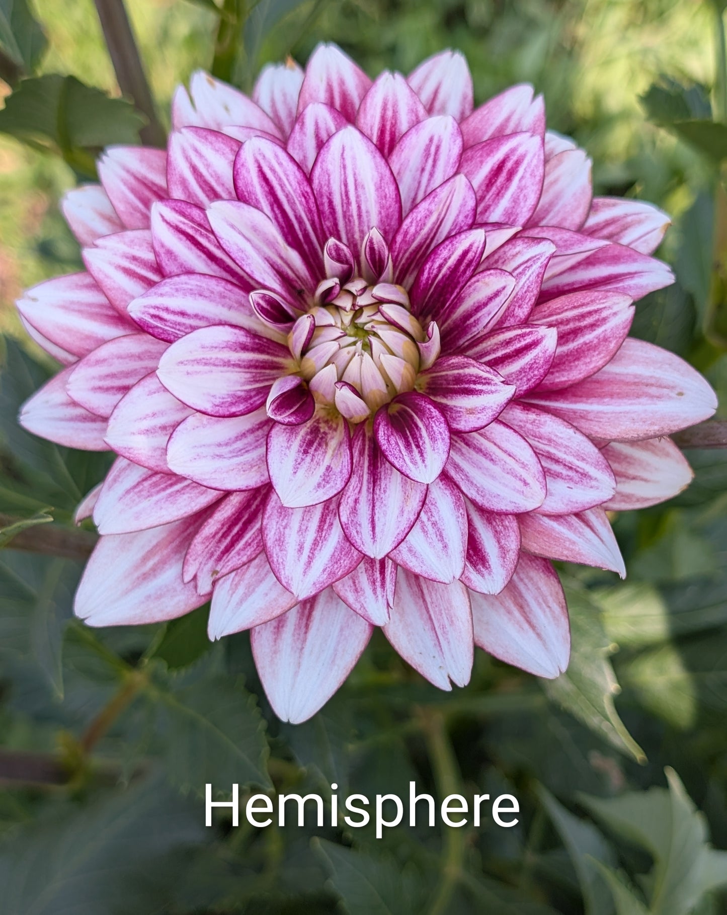 Hemisphere dahlia tuber