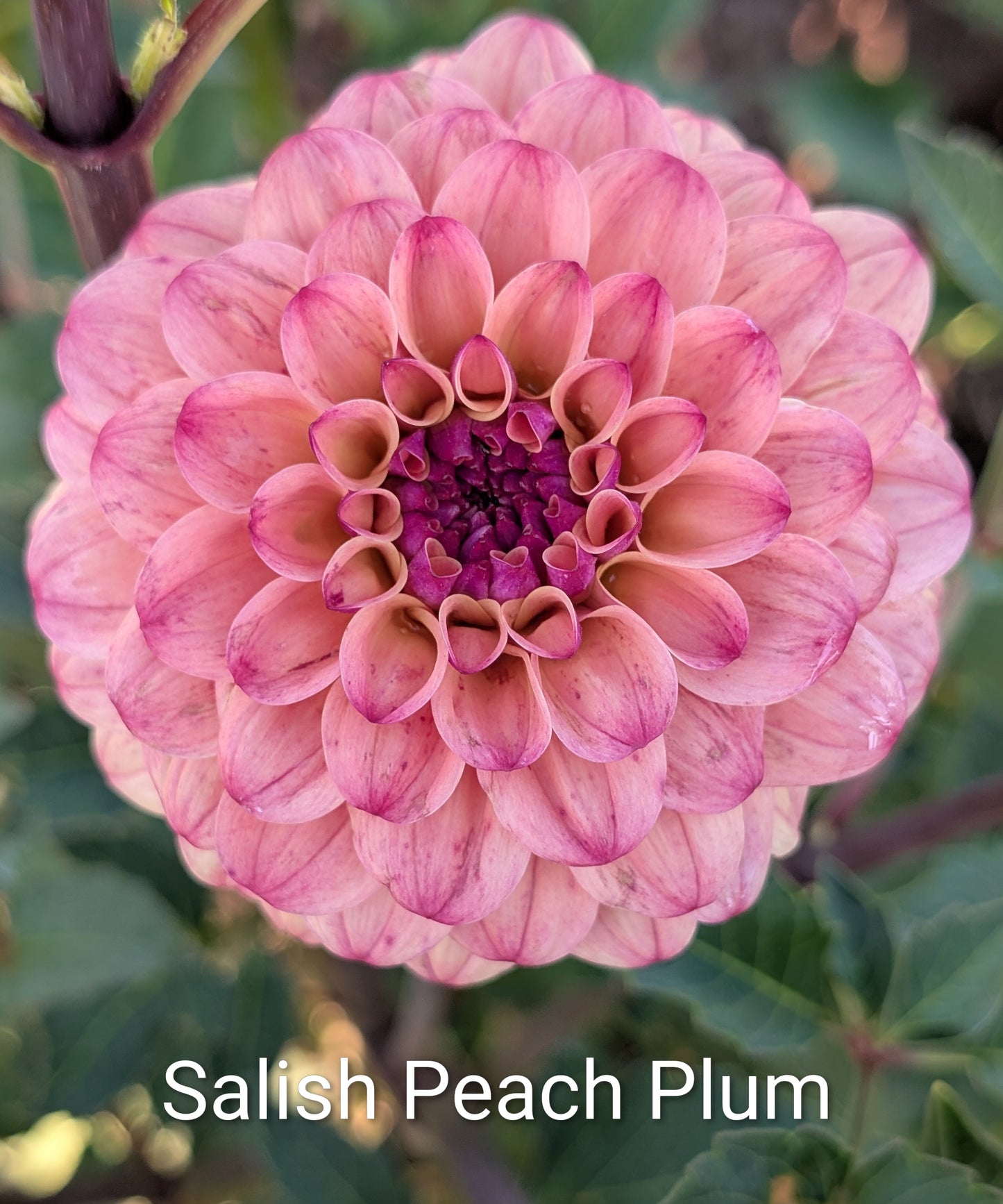 Salish Peach Plum dahlia tuber