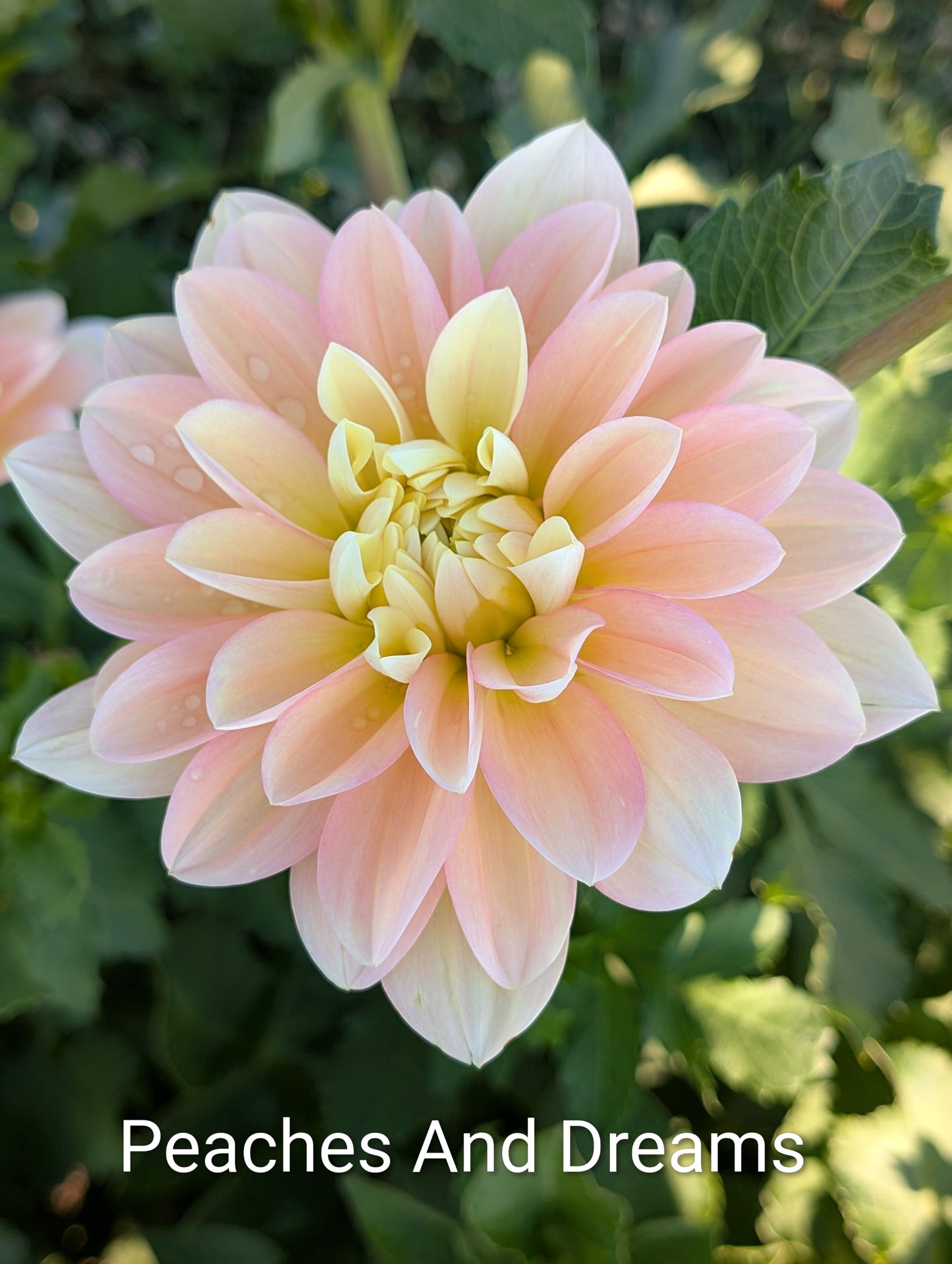 Peaches And Dreams dahlia tuber