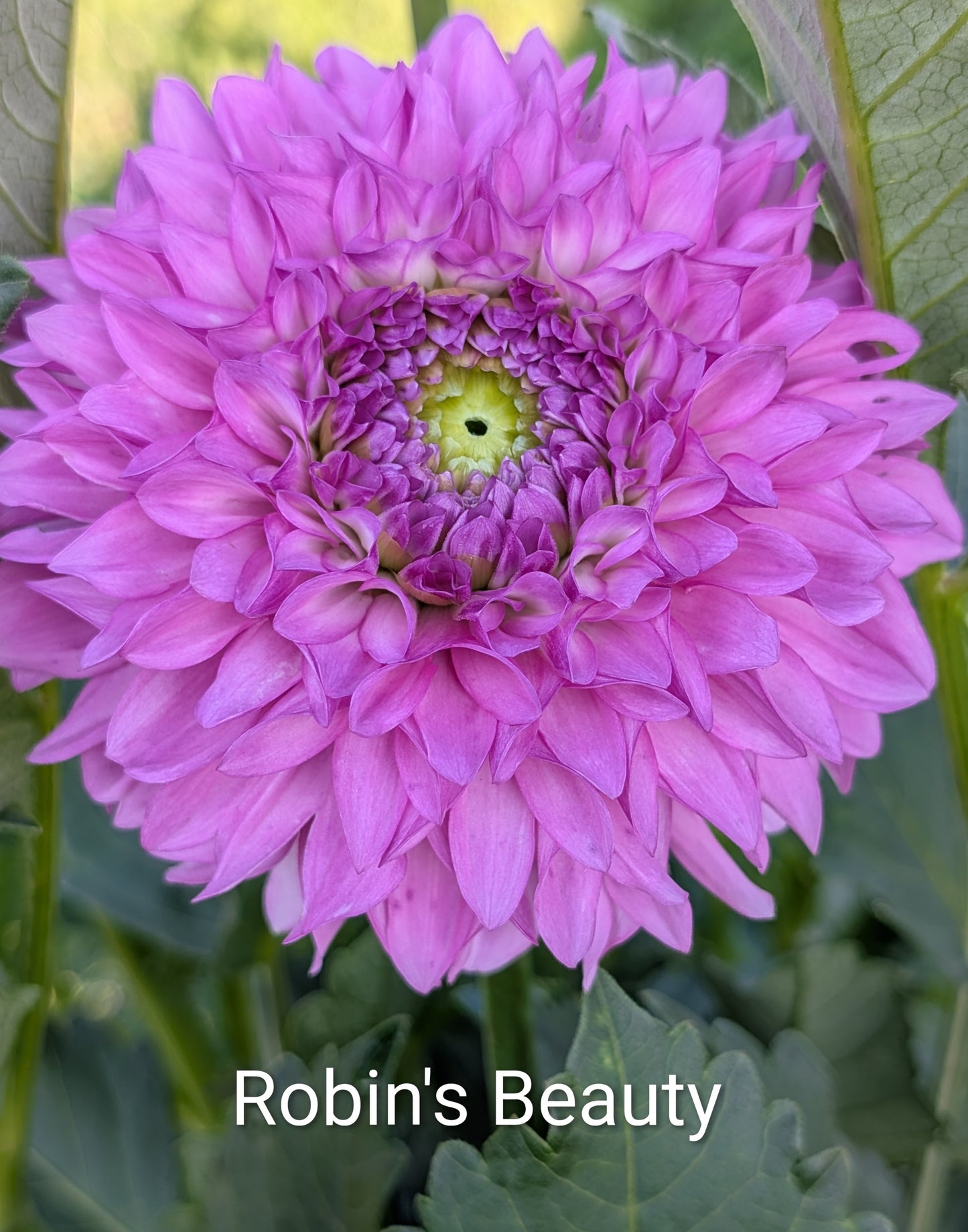 Robin's Beauty dahlia tuber