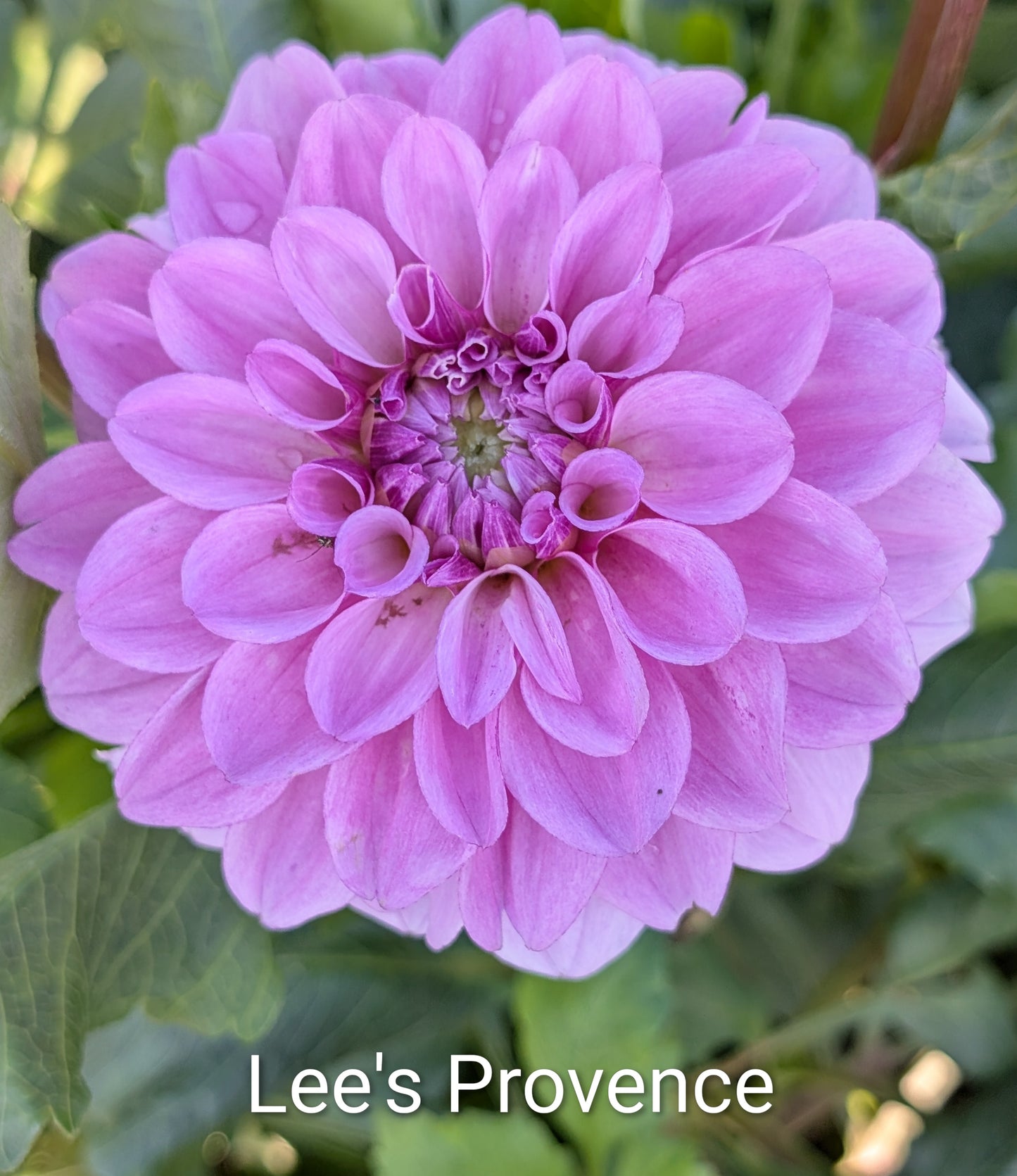 Lee's Provence dahlia tuber