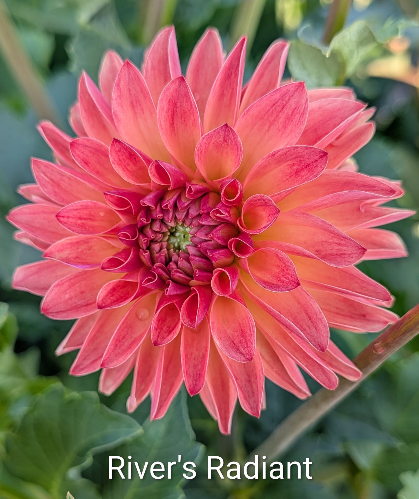 River's Radiant dahlia tuber