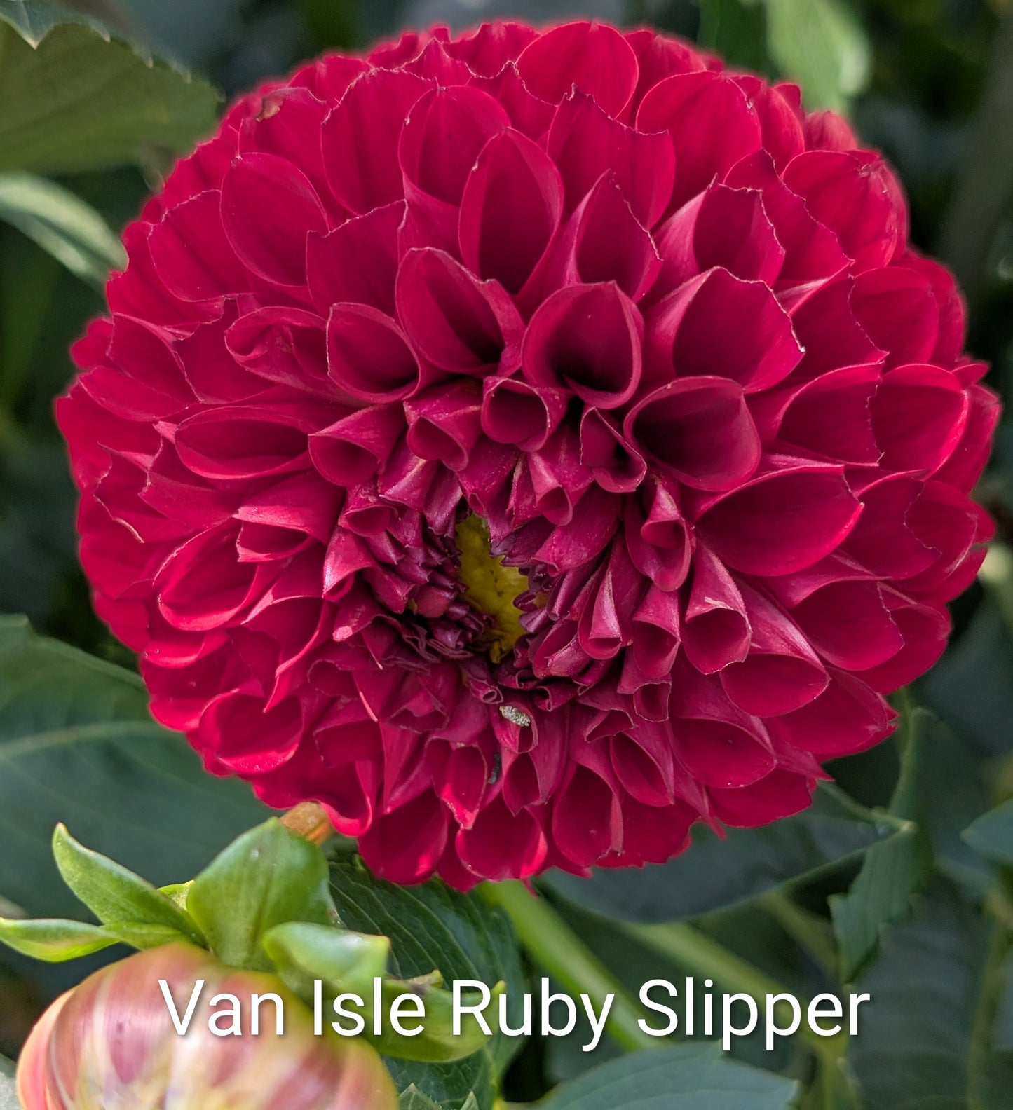Van Isle Ruby Slippers dahlia tuber