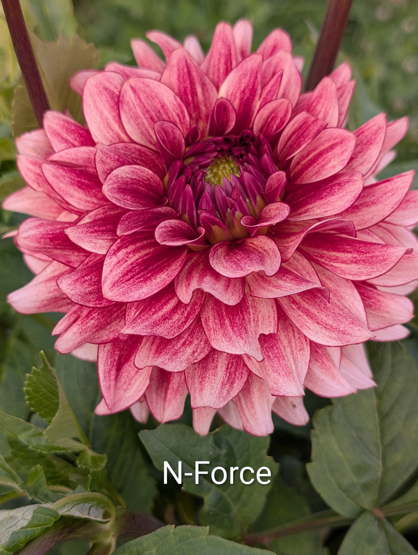 N-Force dahlia tuber