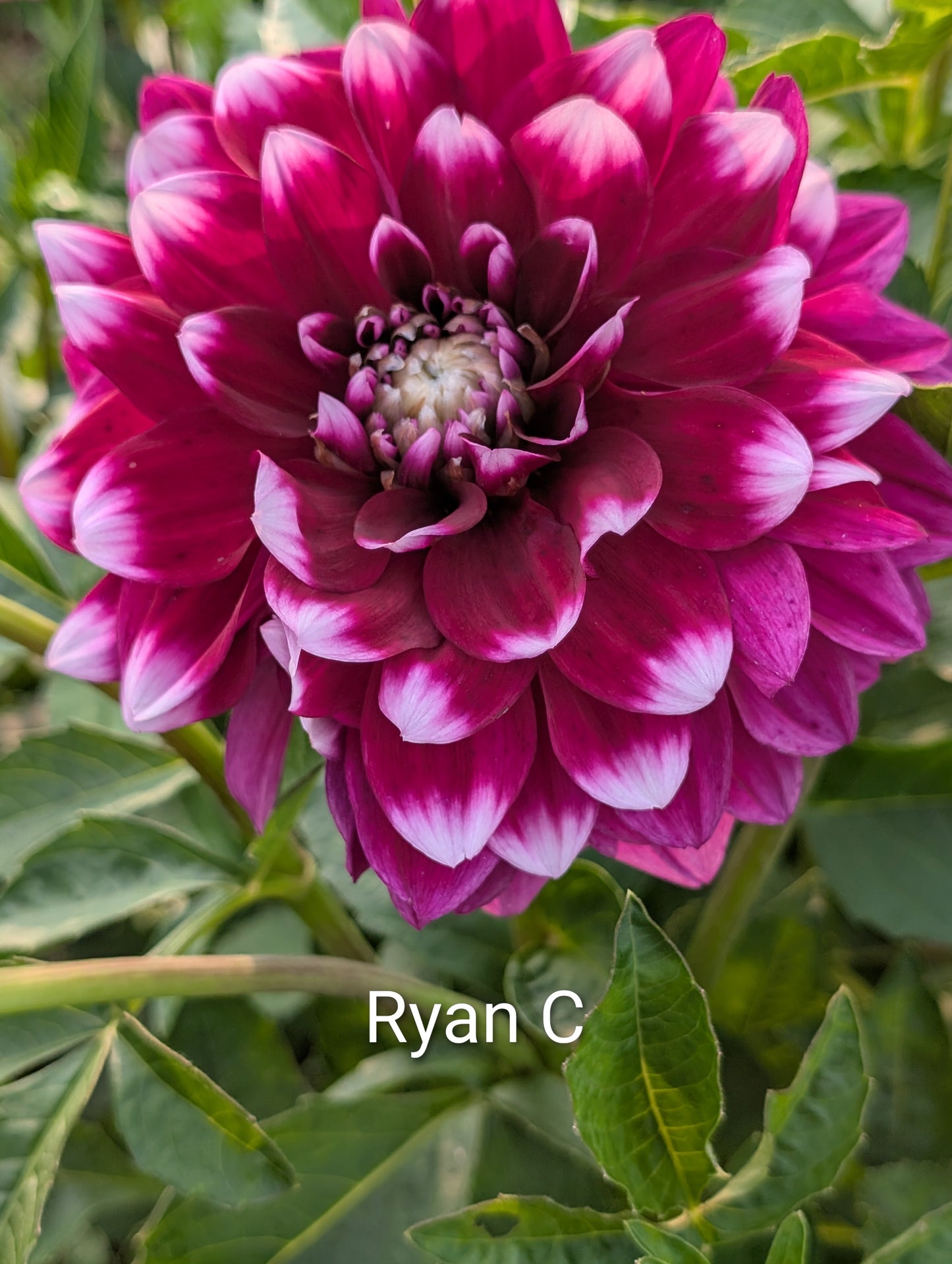Ryan C dahlia tuber