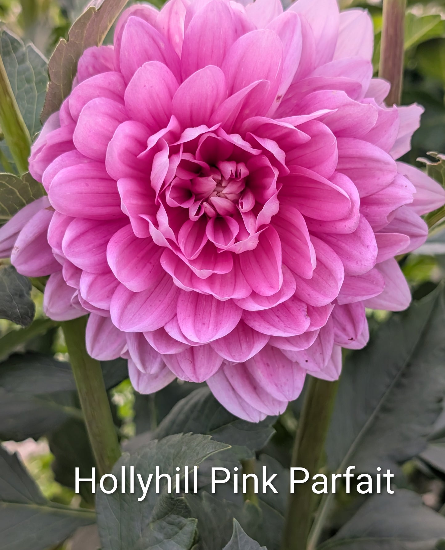 Hollyhill Pink Parfait dahlia tuber