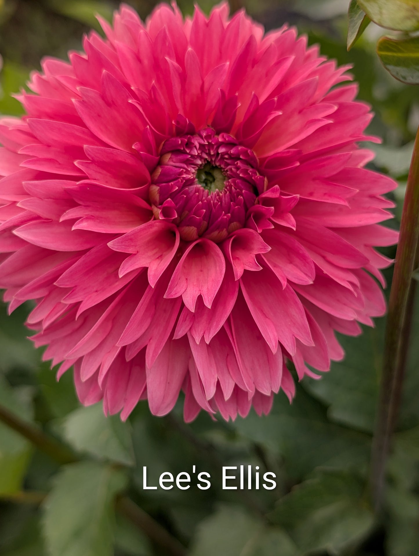 Lee's Ellis dahlia tuber