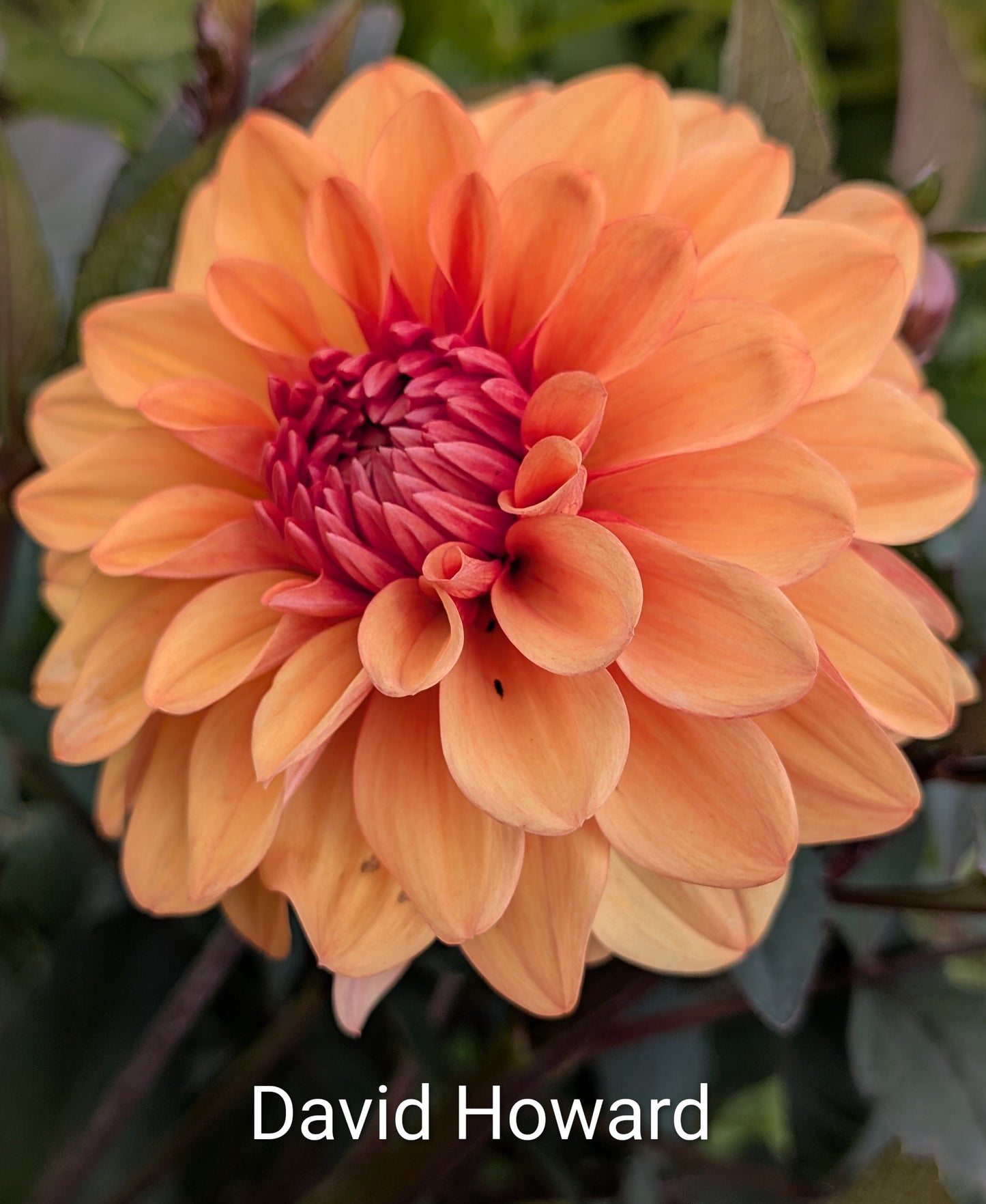 David Howard dahlia tuber