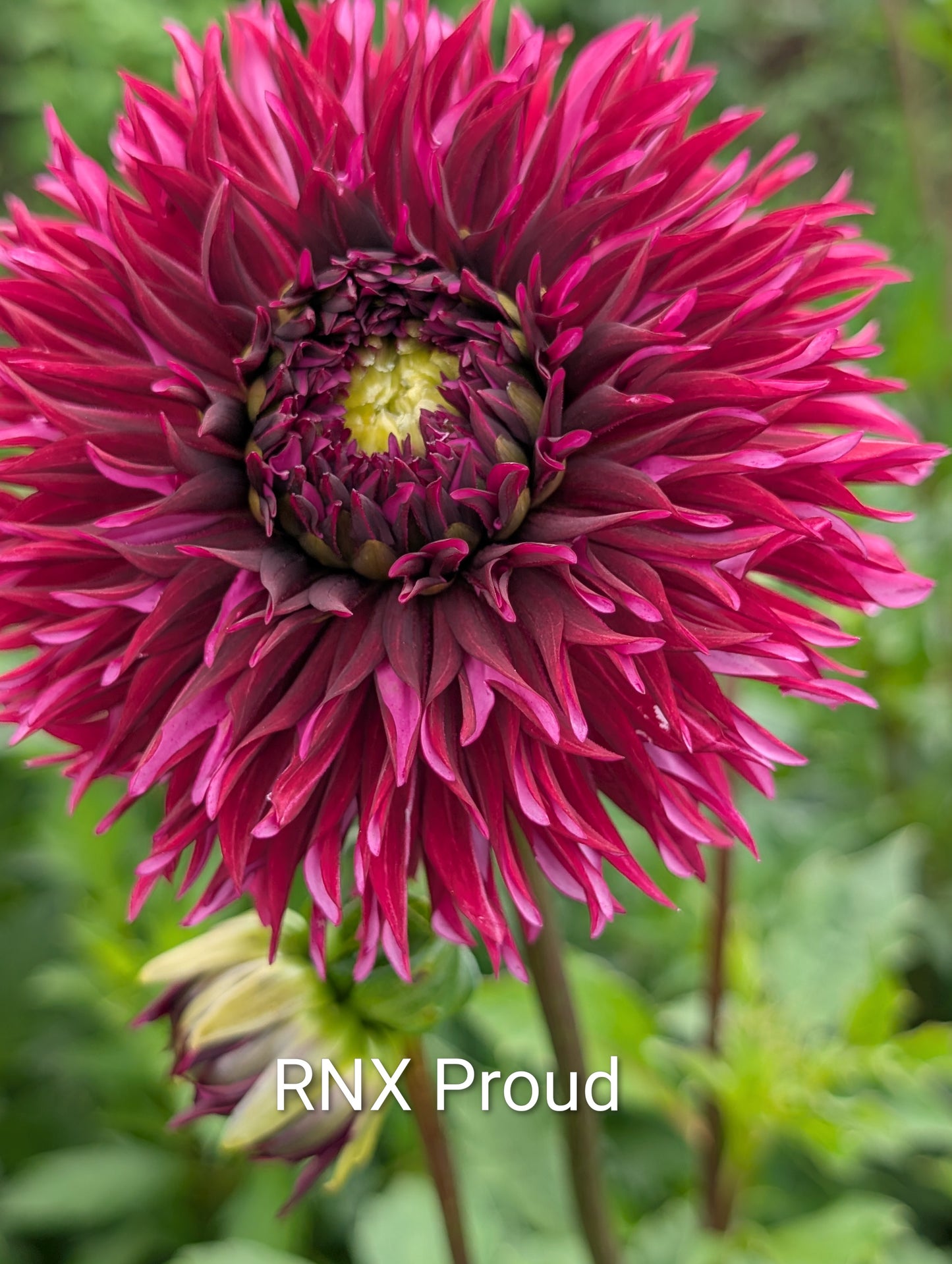 RNX Proud dahlia tuber