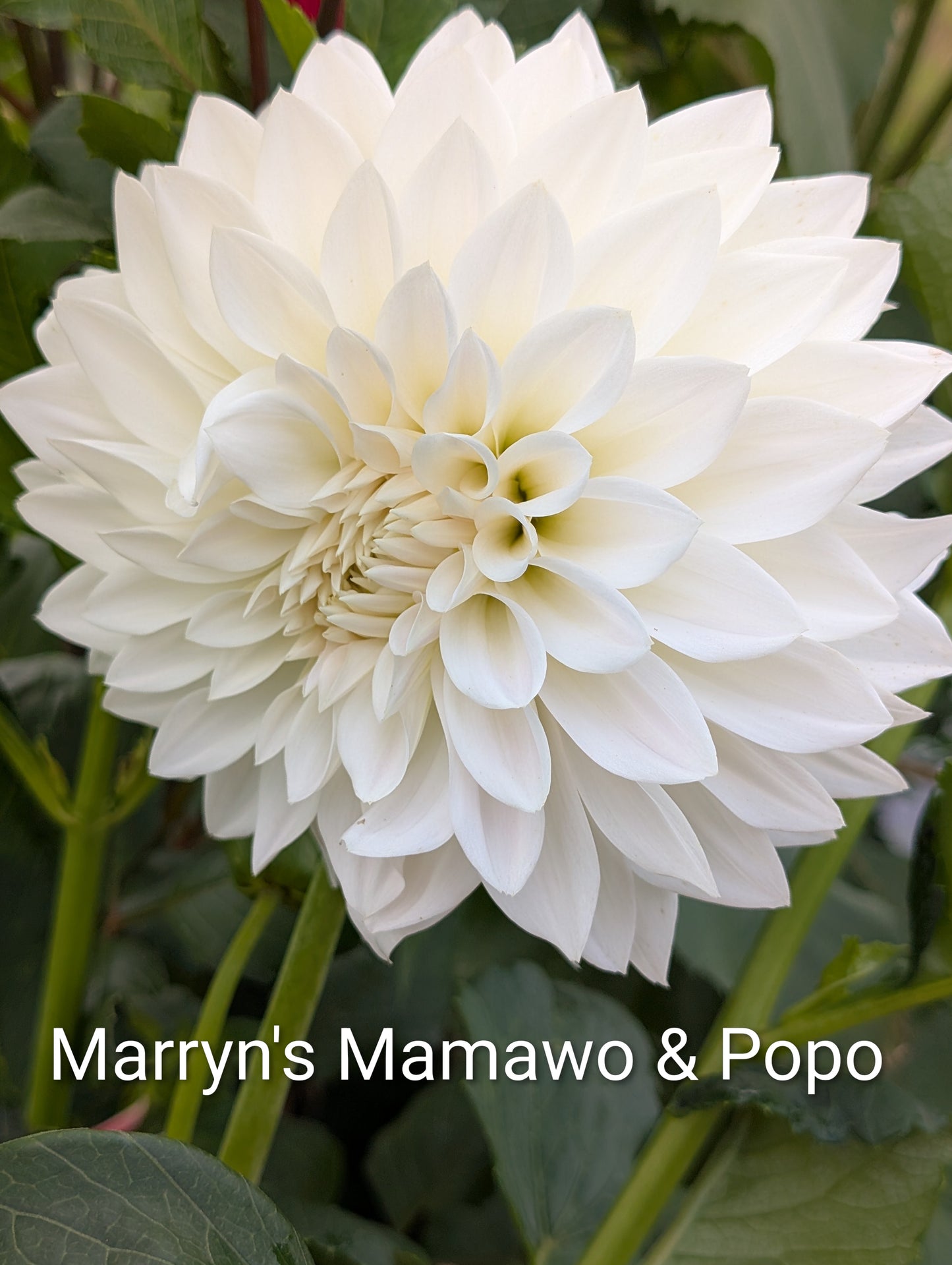 Marryn's Mamawo & Popo dahlia tuber