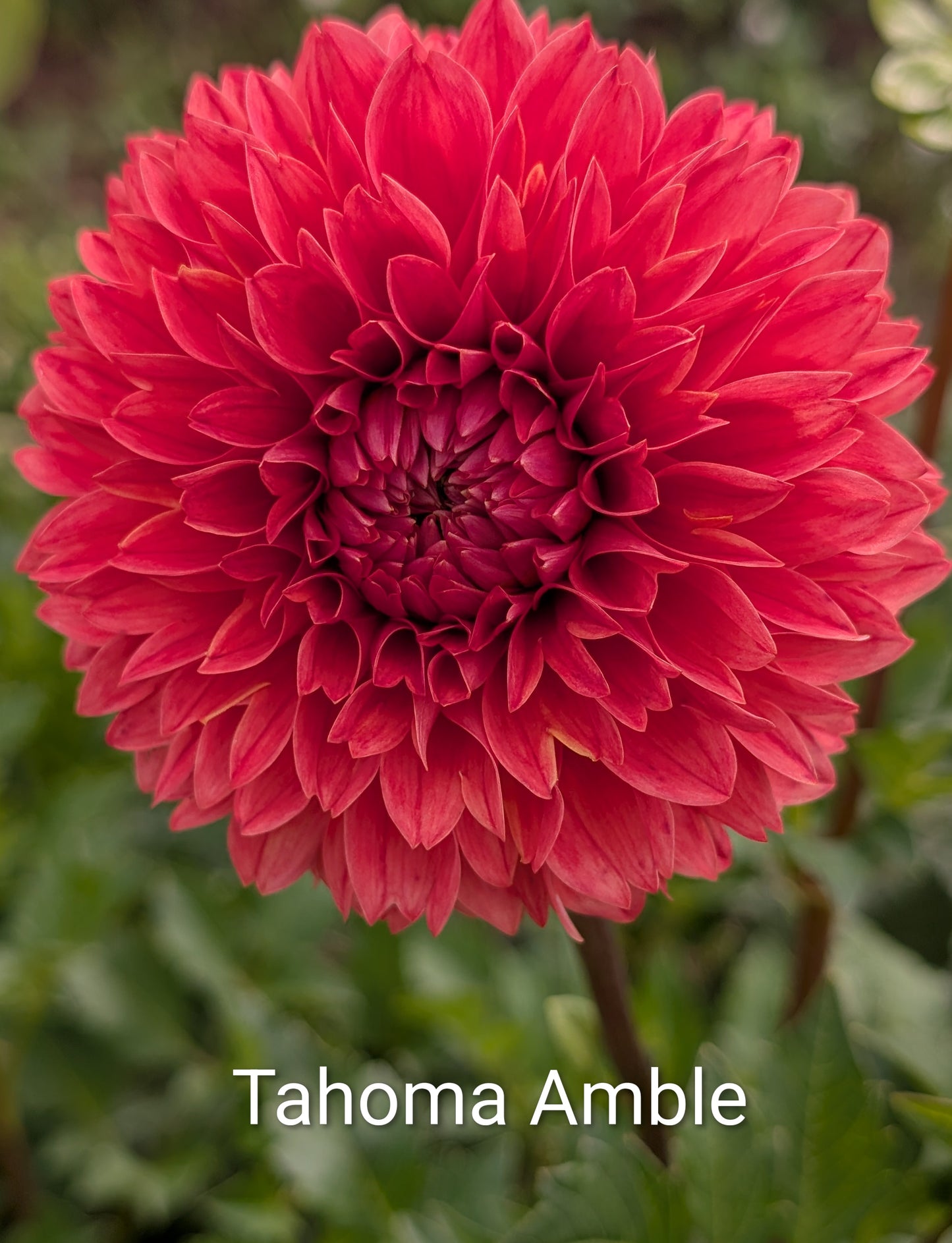 Tahoma Amble dahlia tuber