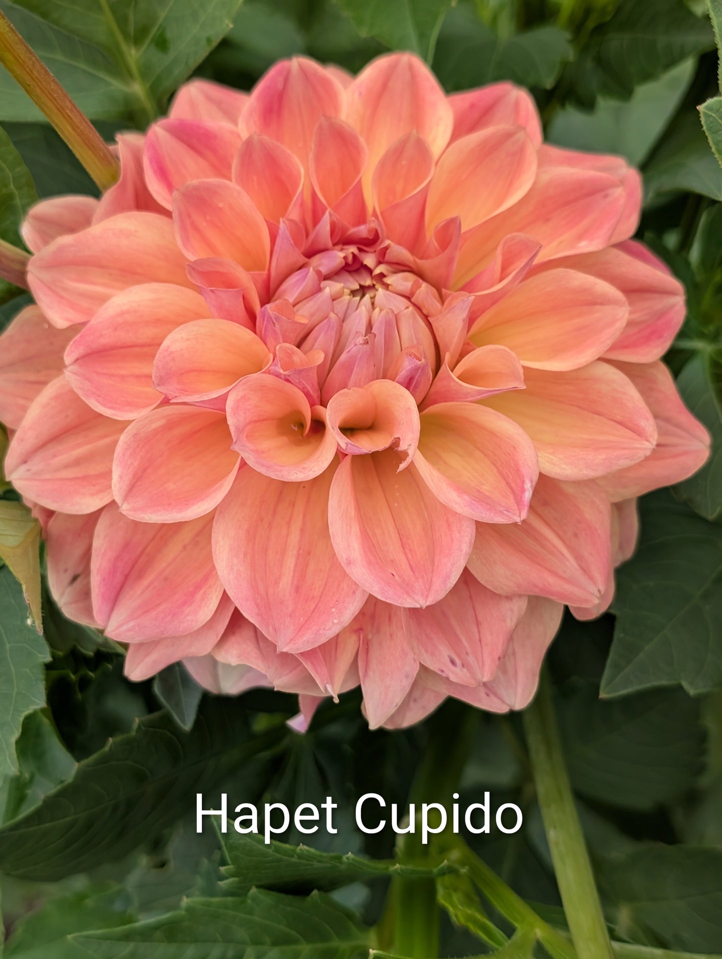 Hapet Cupido dahlia tuber