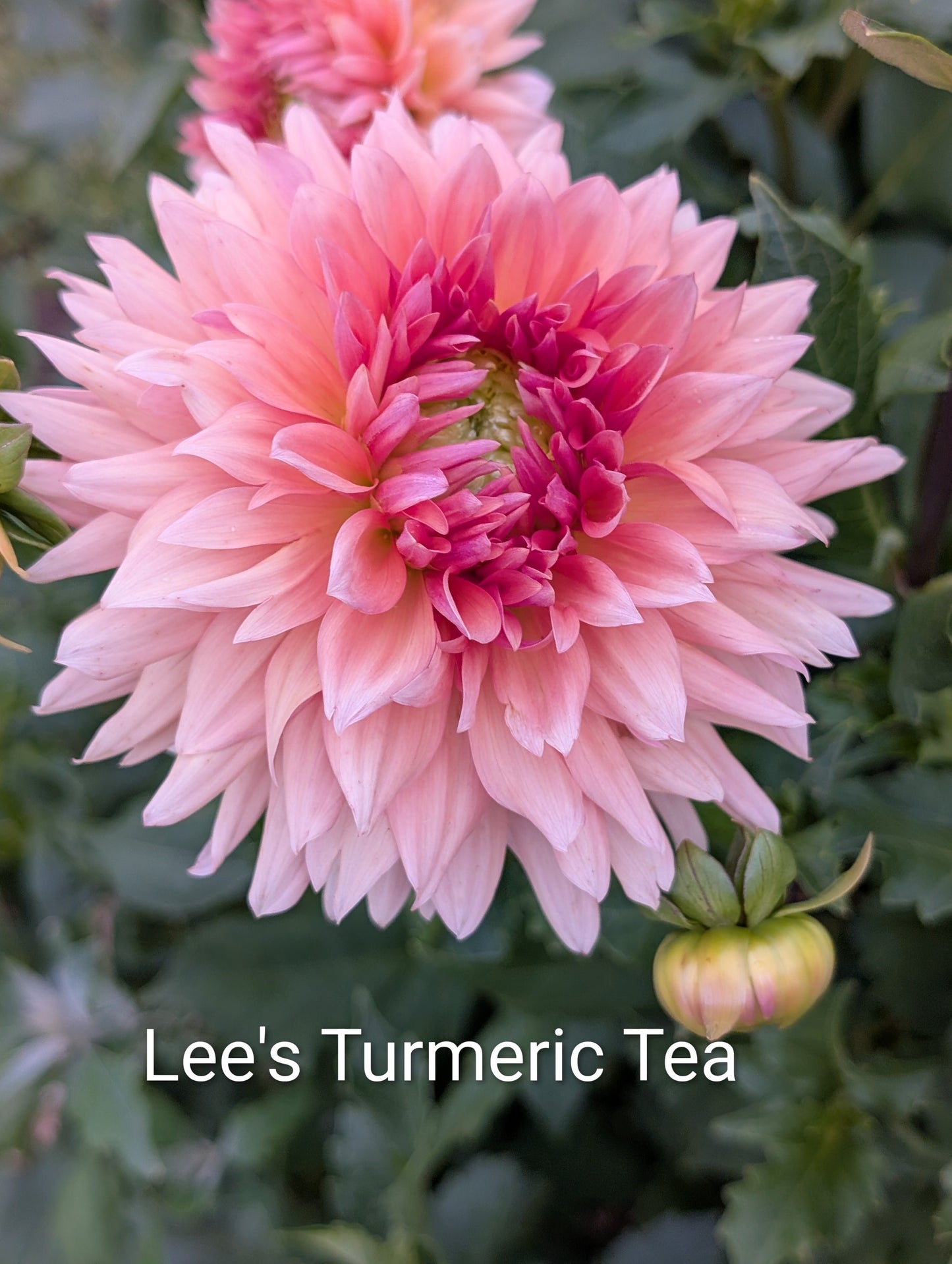 Lee's Turmeric Tea dahlia tuber