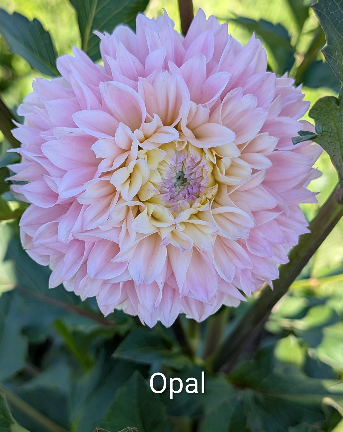 Opal dahlia tuber