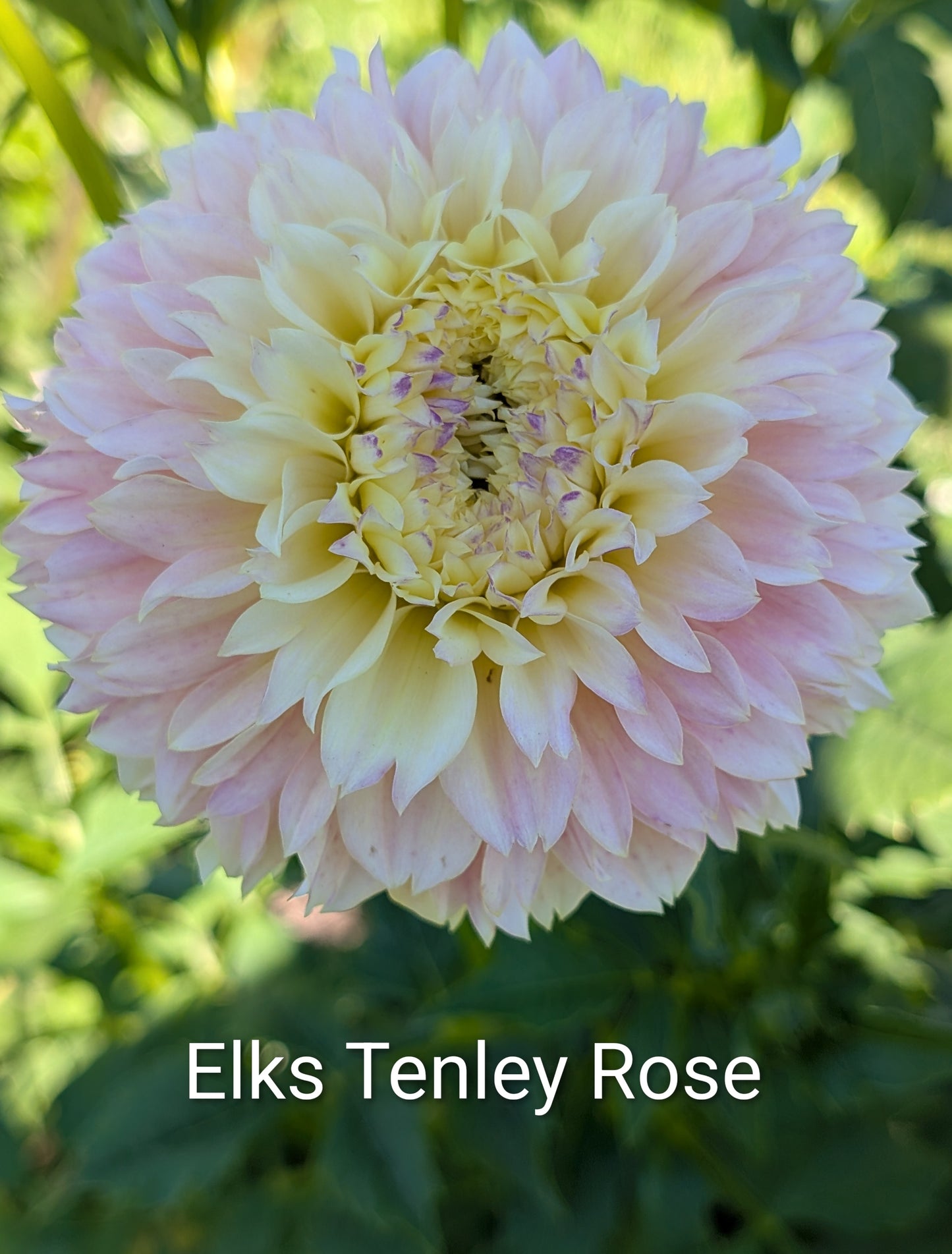 Elks Tennley Rose dahlia tuber