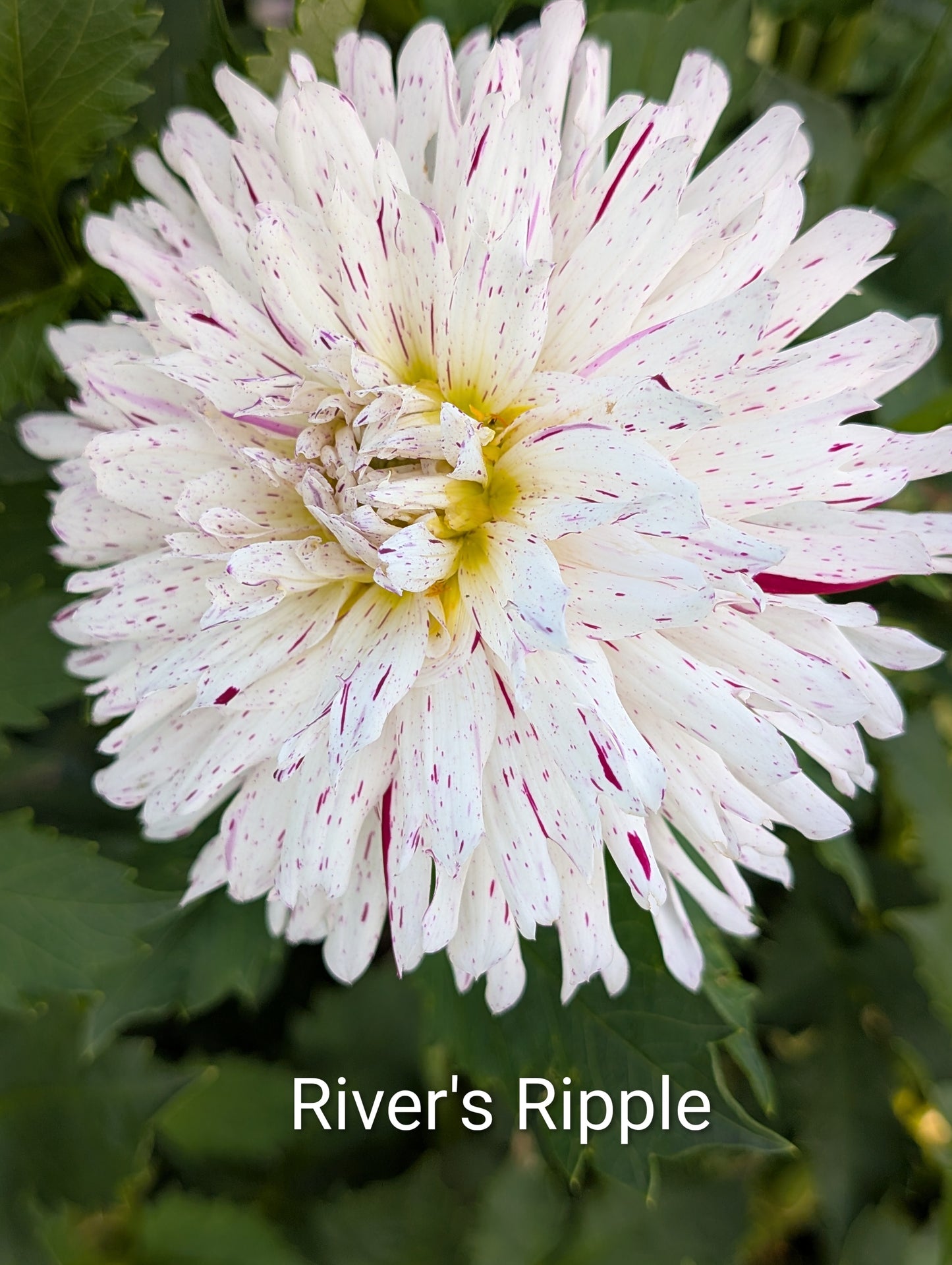 River's Ripple dahlia tuber