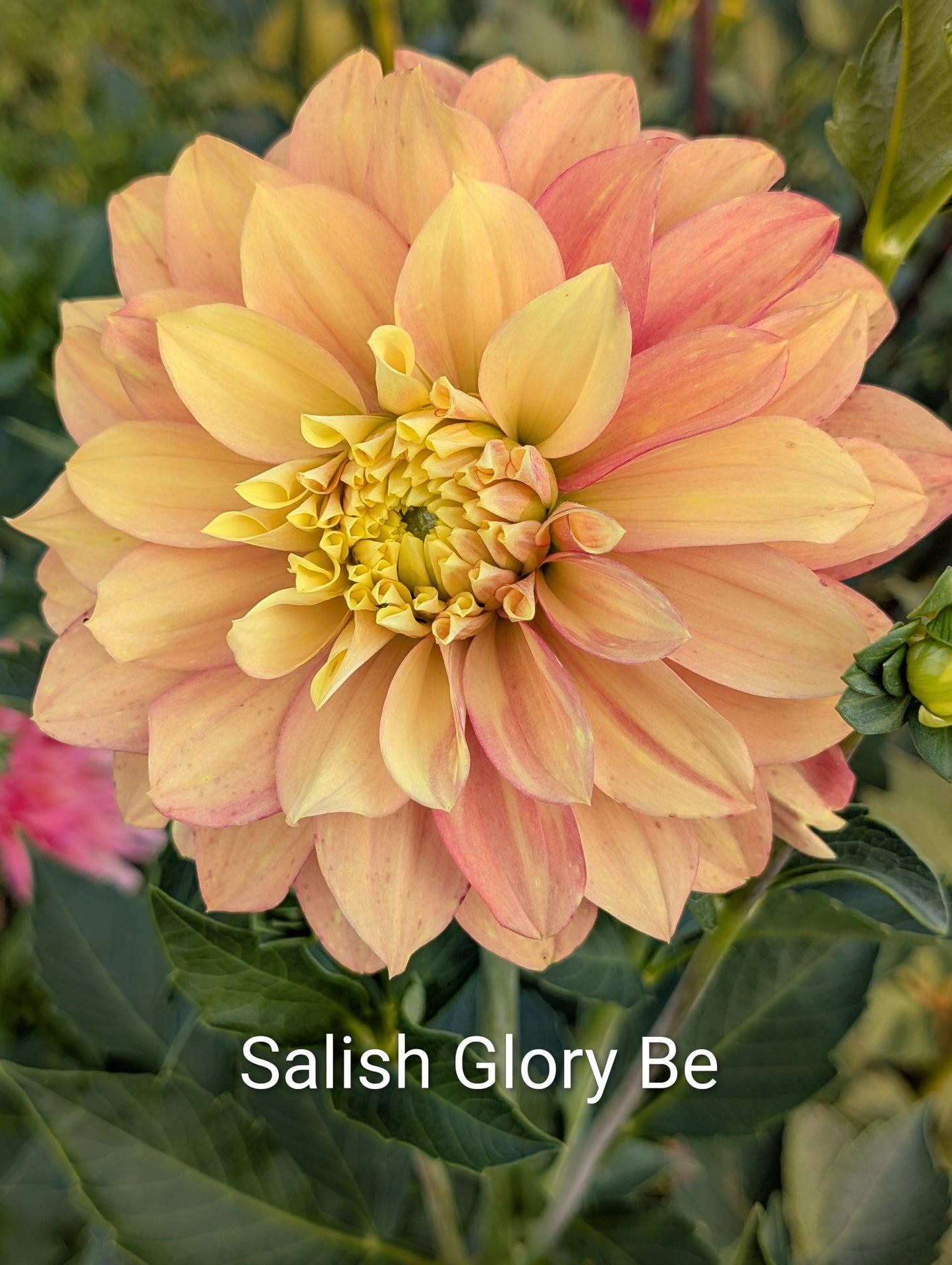 Salish Glory Be dahlia tuber