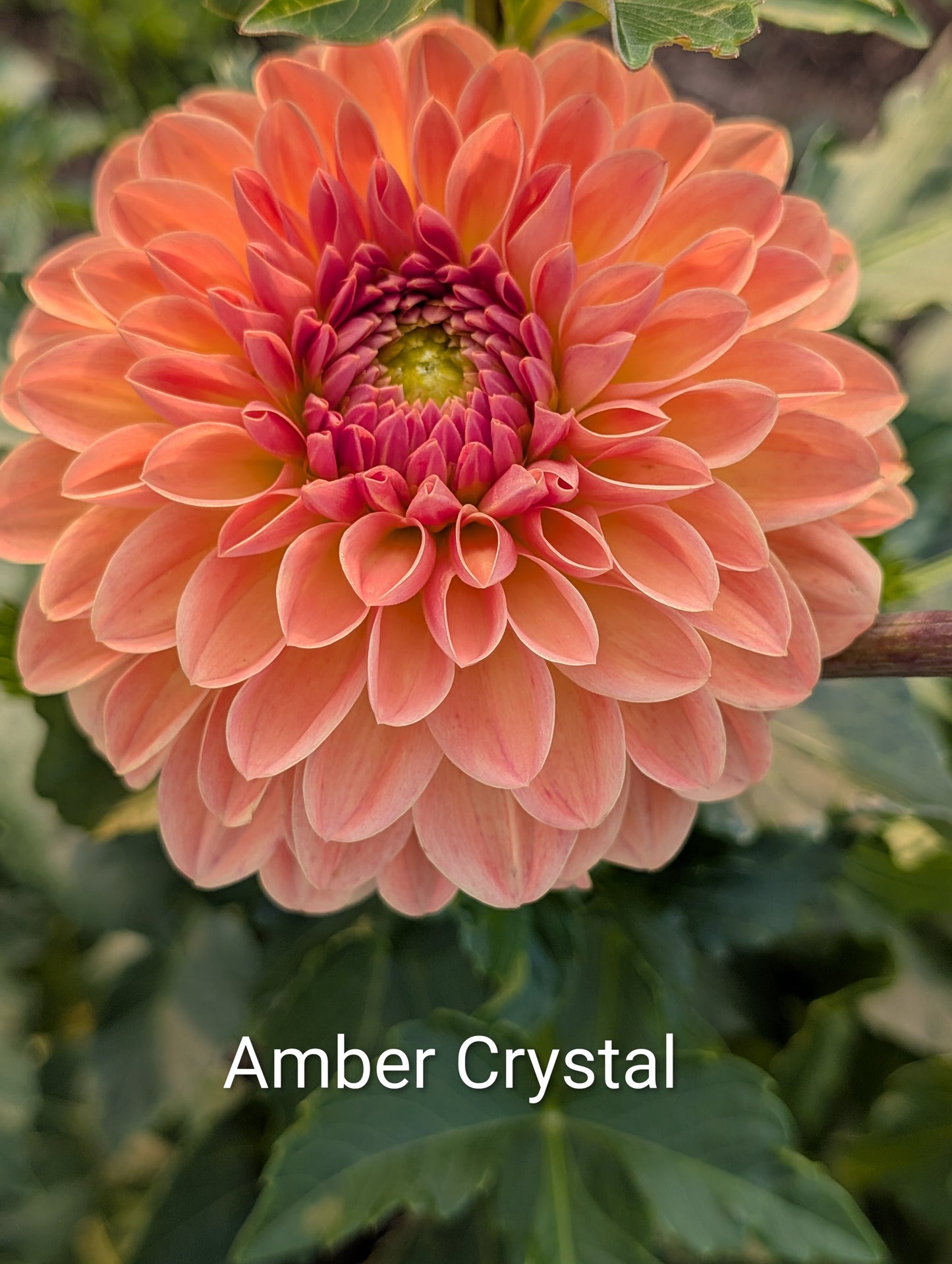 Amber Crystal dahlia tuber