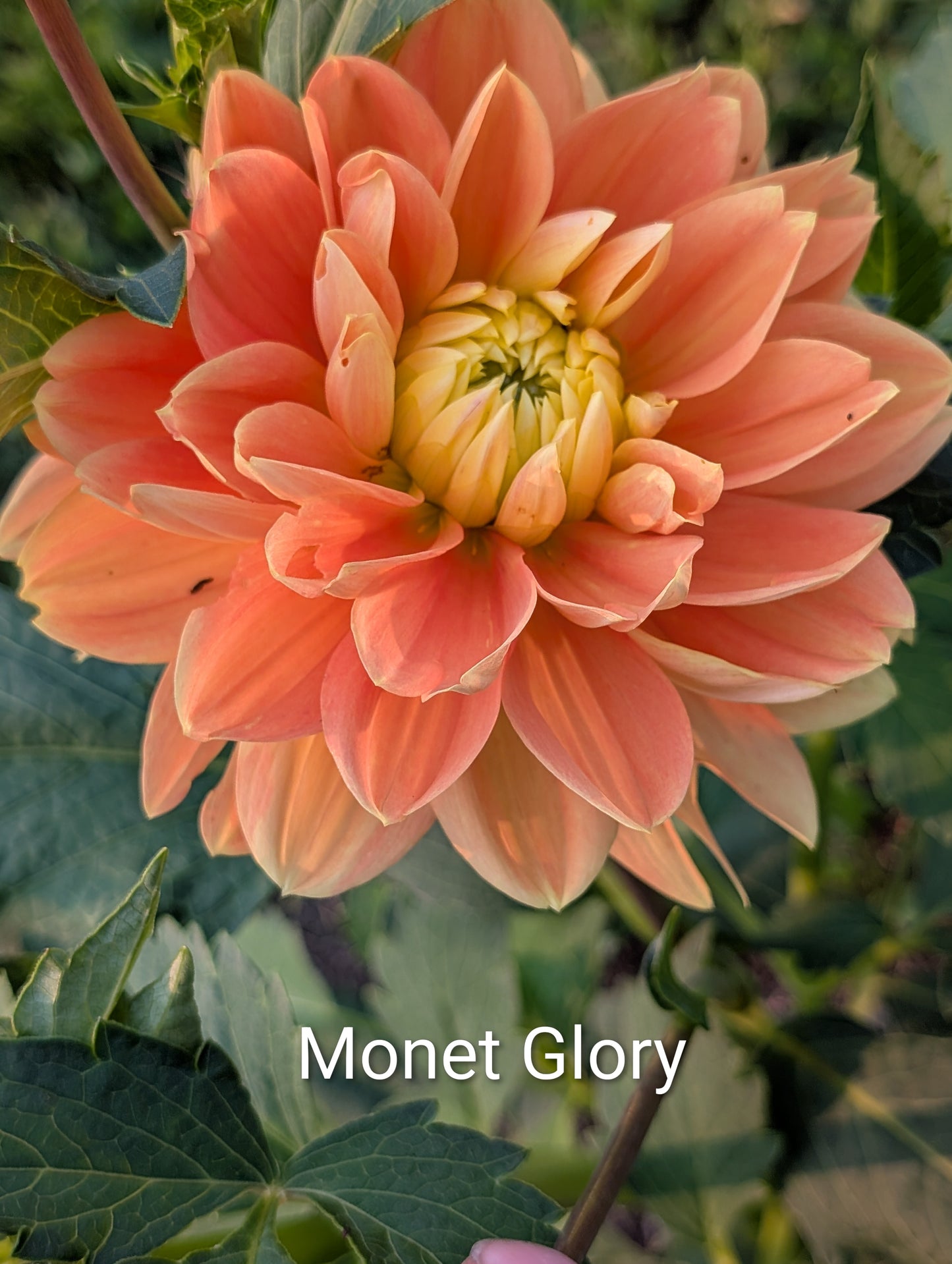 Money Glory dahlia tuber