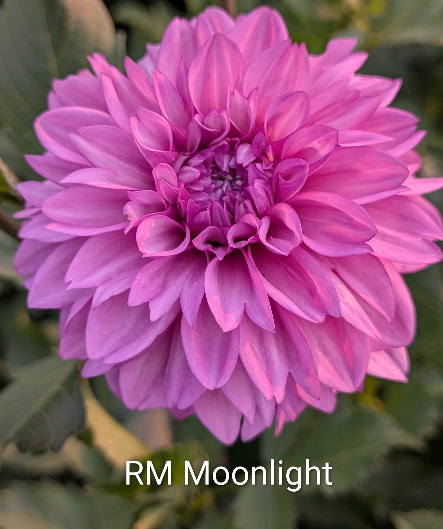 RM Moonlight dahlia tuber