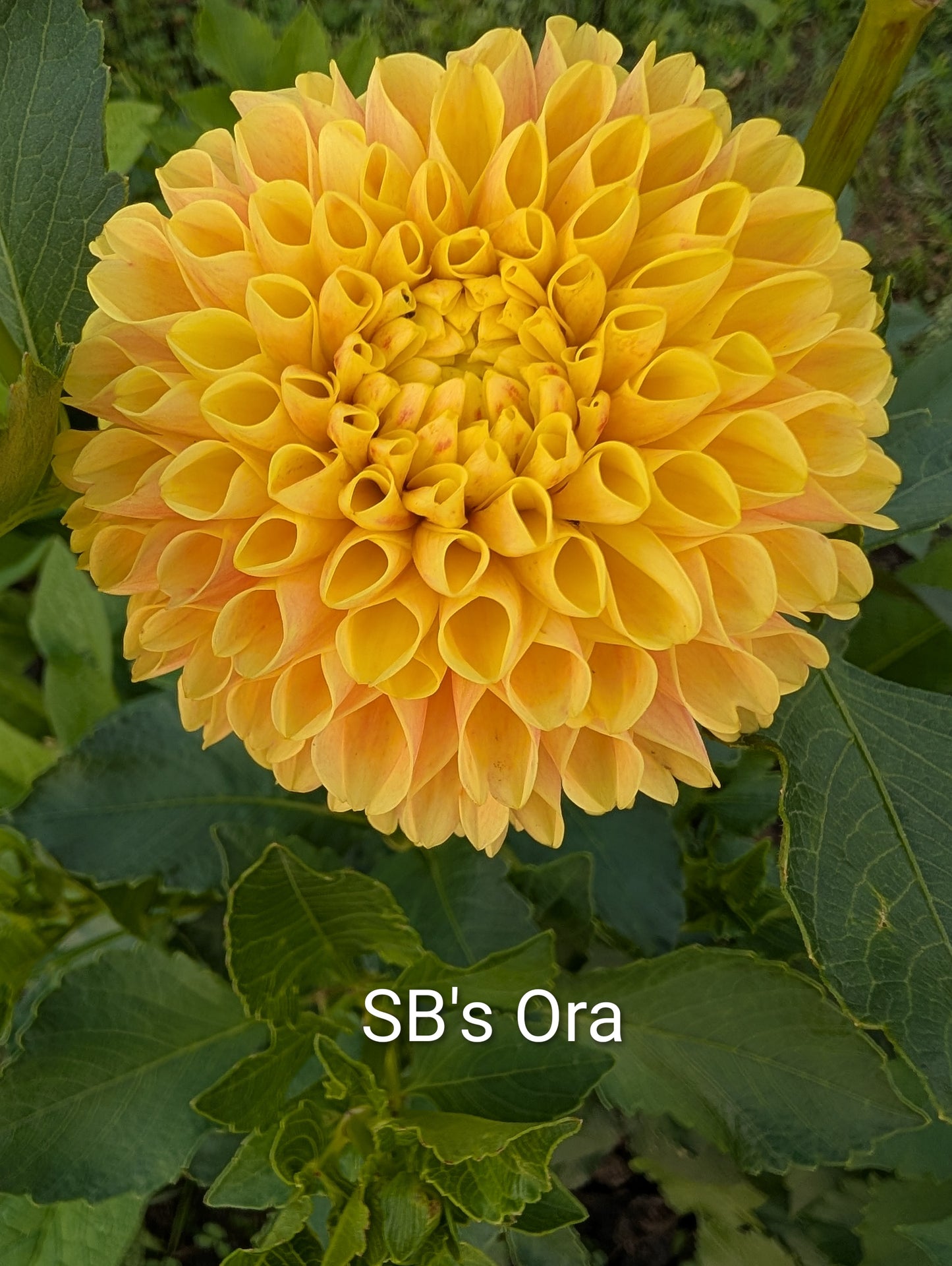 SB's Ora dahlia tuber