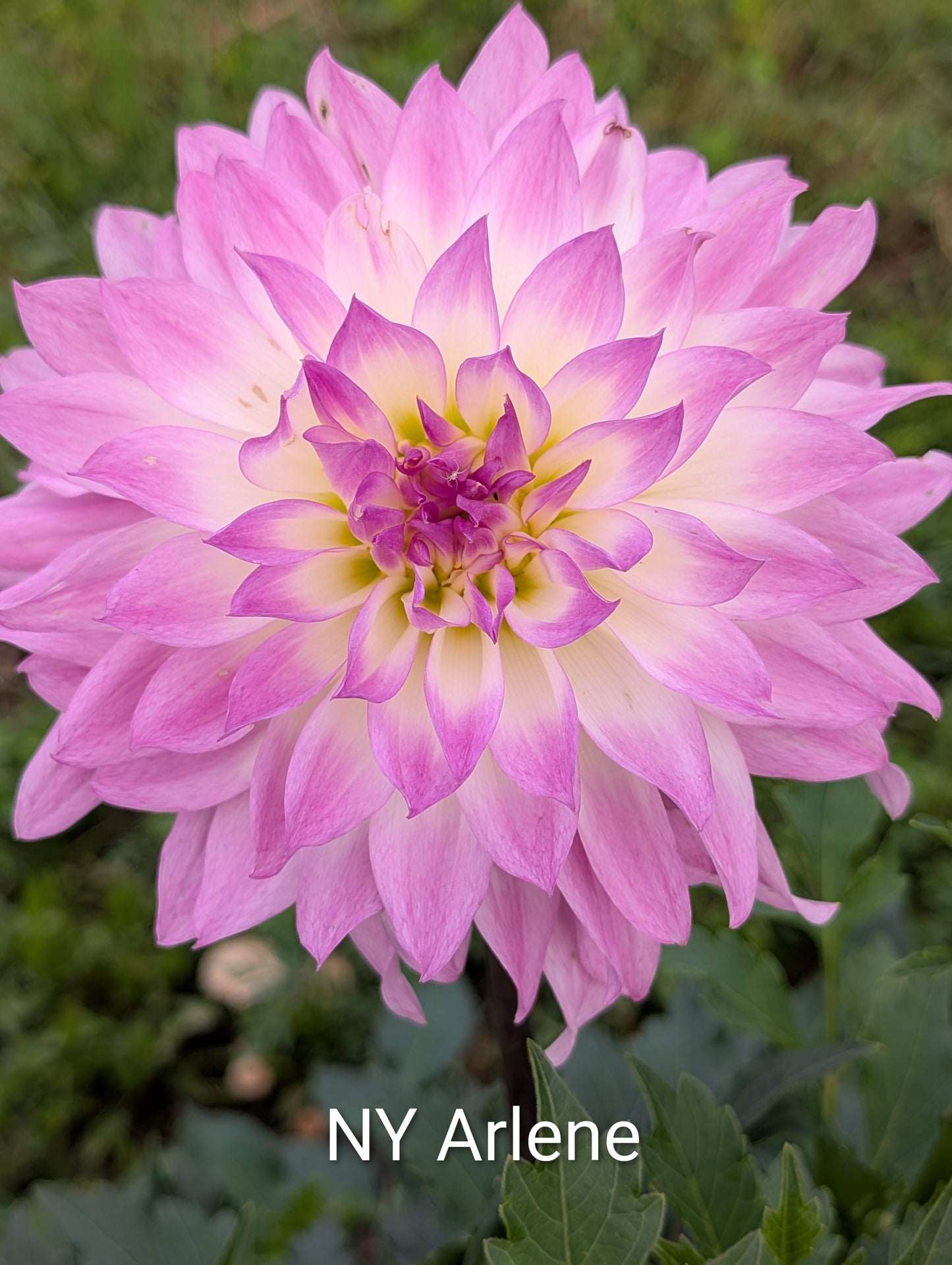 NY Arlene dahlia tuber