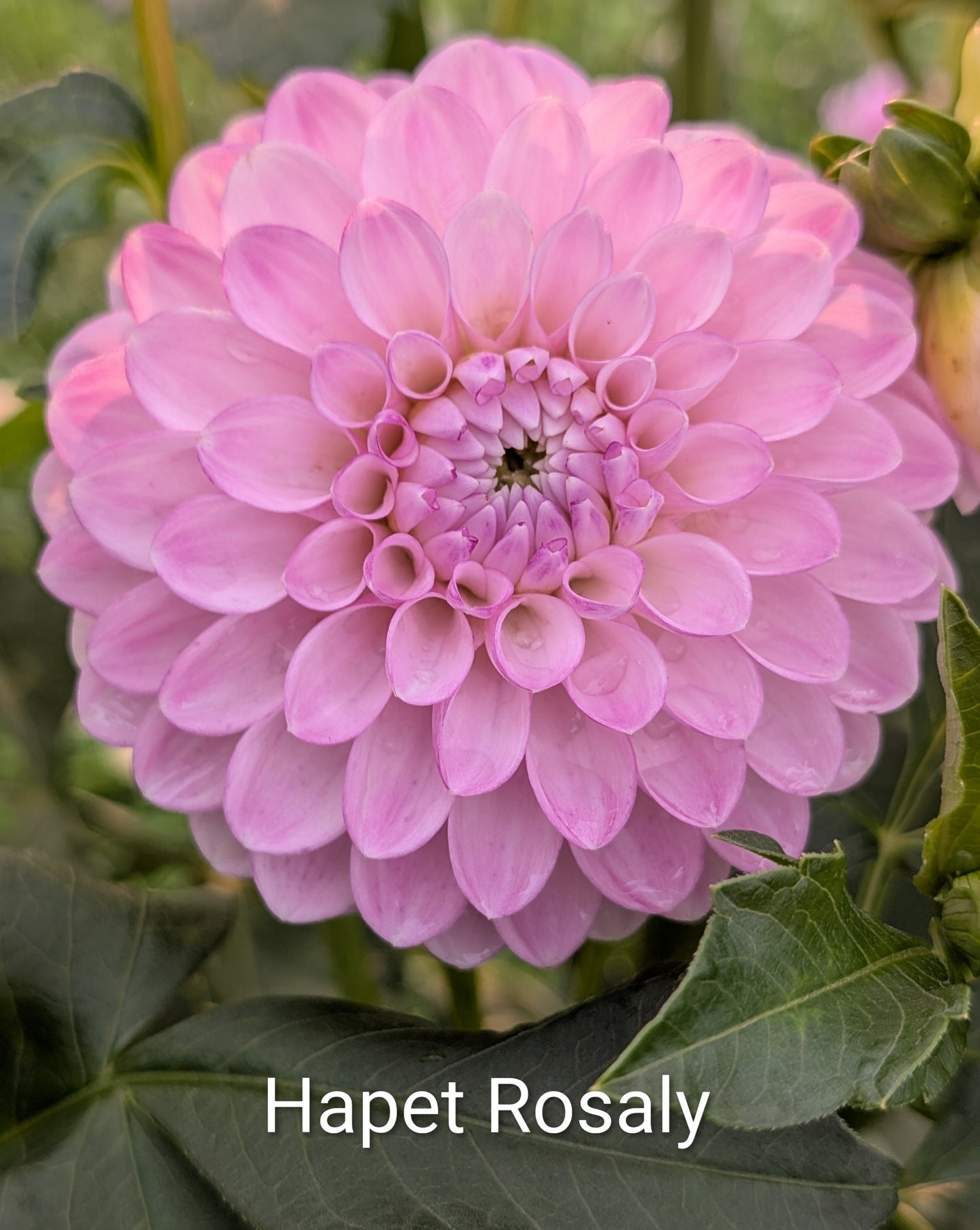 Hapet Rosaly