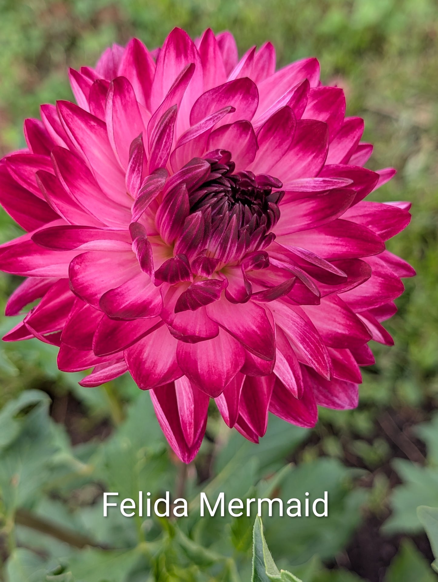 Felida Mermaid dahlia tuber
