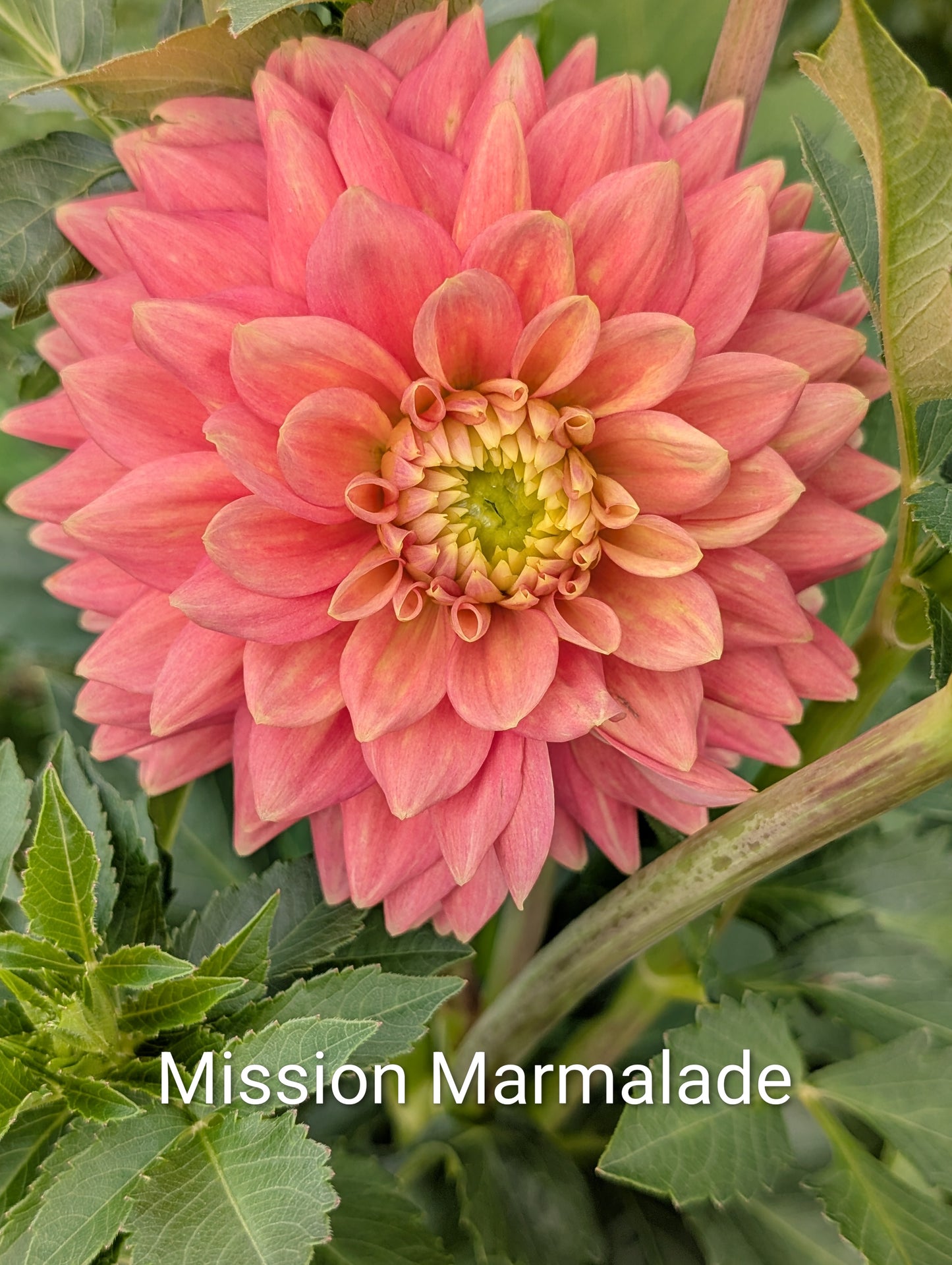 Mission Marmalade dahlia tuber