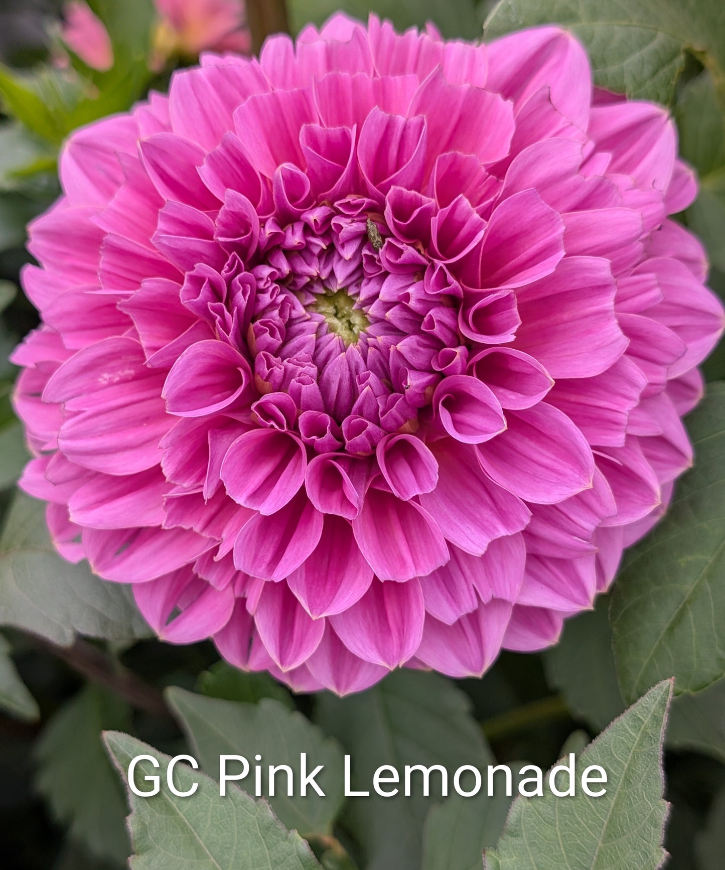 GC Pink Lemonade dahlia tuber