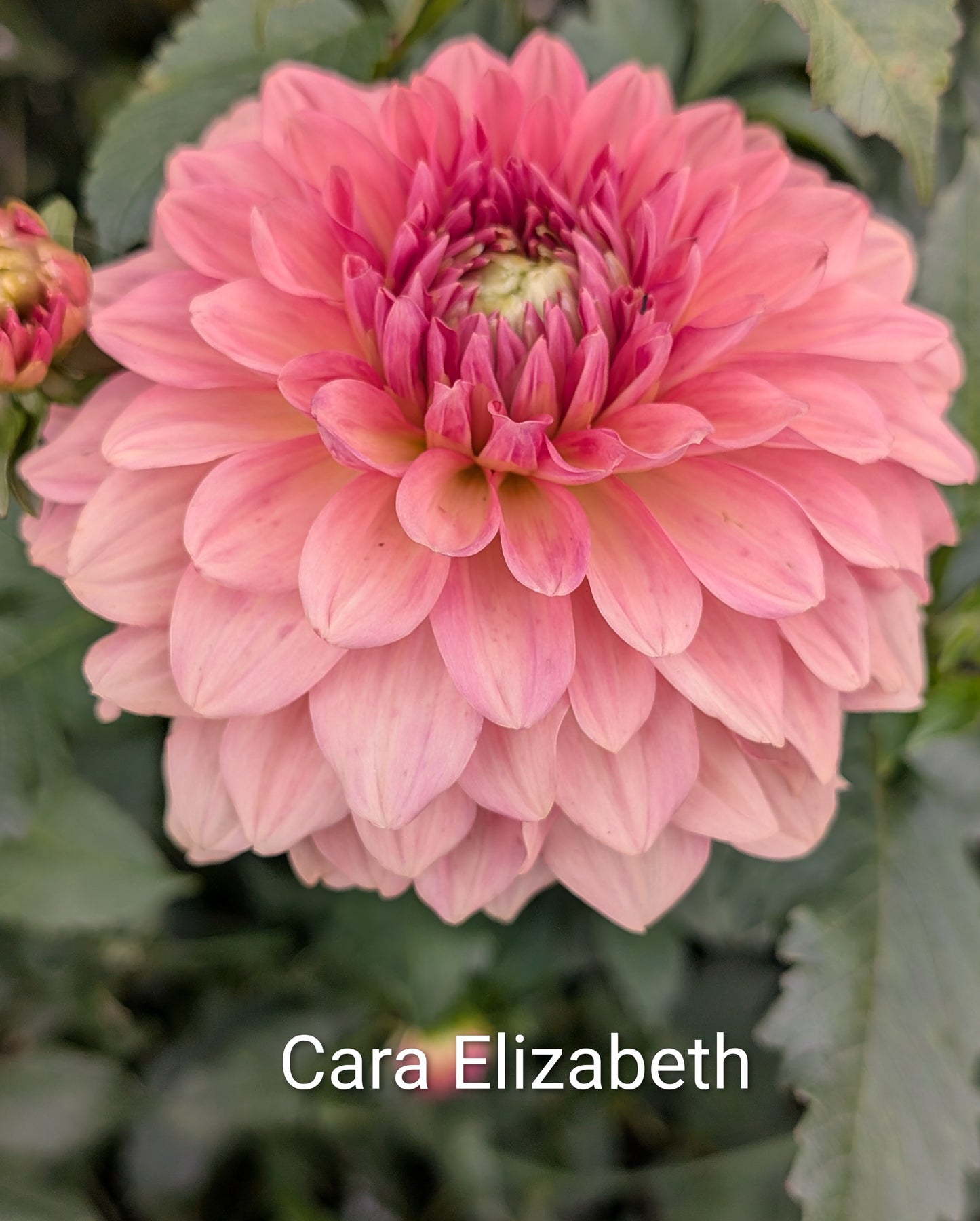 Cara Elizabeth dahlia tuber